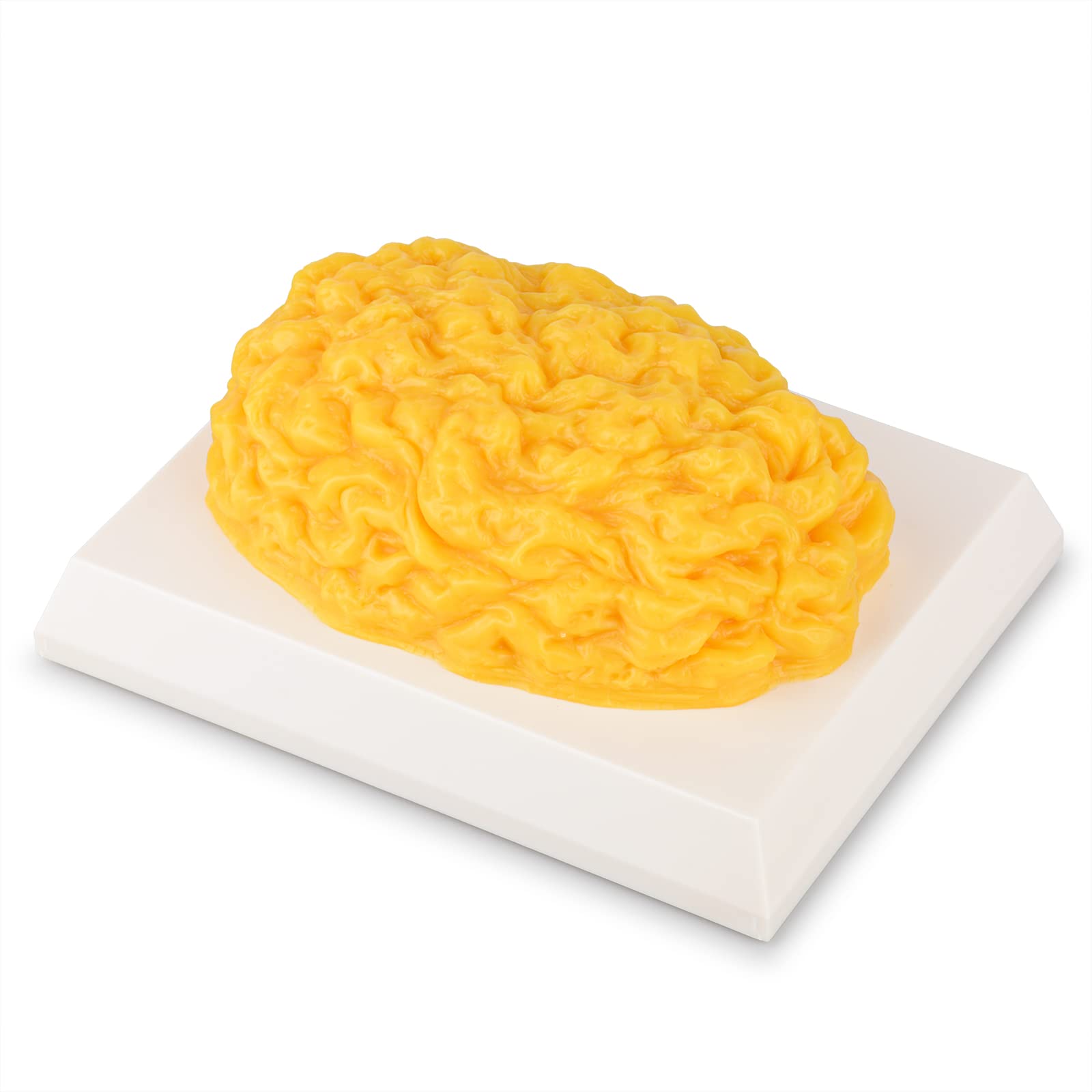 SimCoach 1 lb Human Body Fat Replica with Display Base - Fitness Motivation & Weight Loss Reminder - Nutritionist Demonstration Model for Health Education | Perfect for Gym, Clinic & Classroom Settings