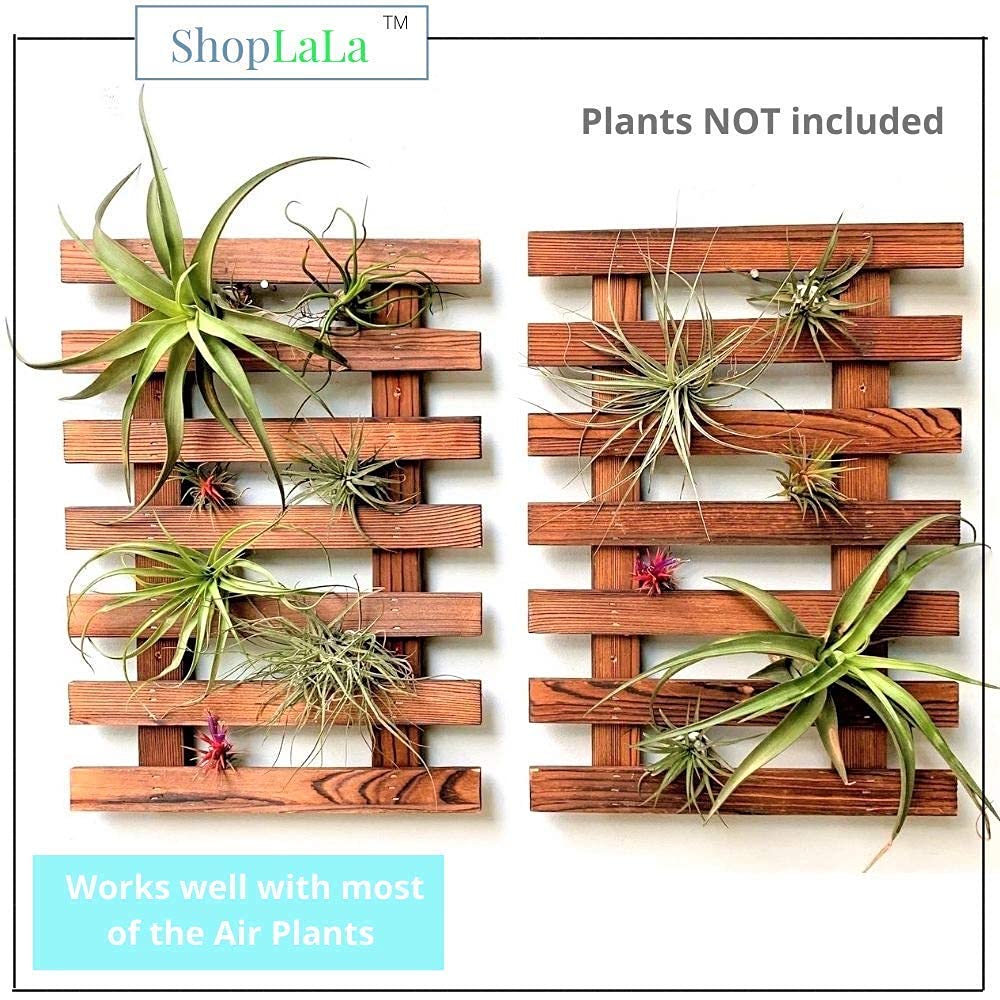 2 Pack Wooden Wall Planter for Orchids, Air Plants & Succulents - 15.7