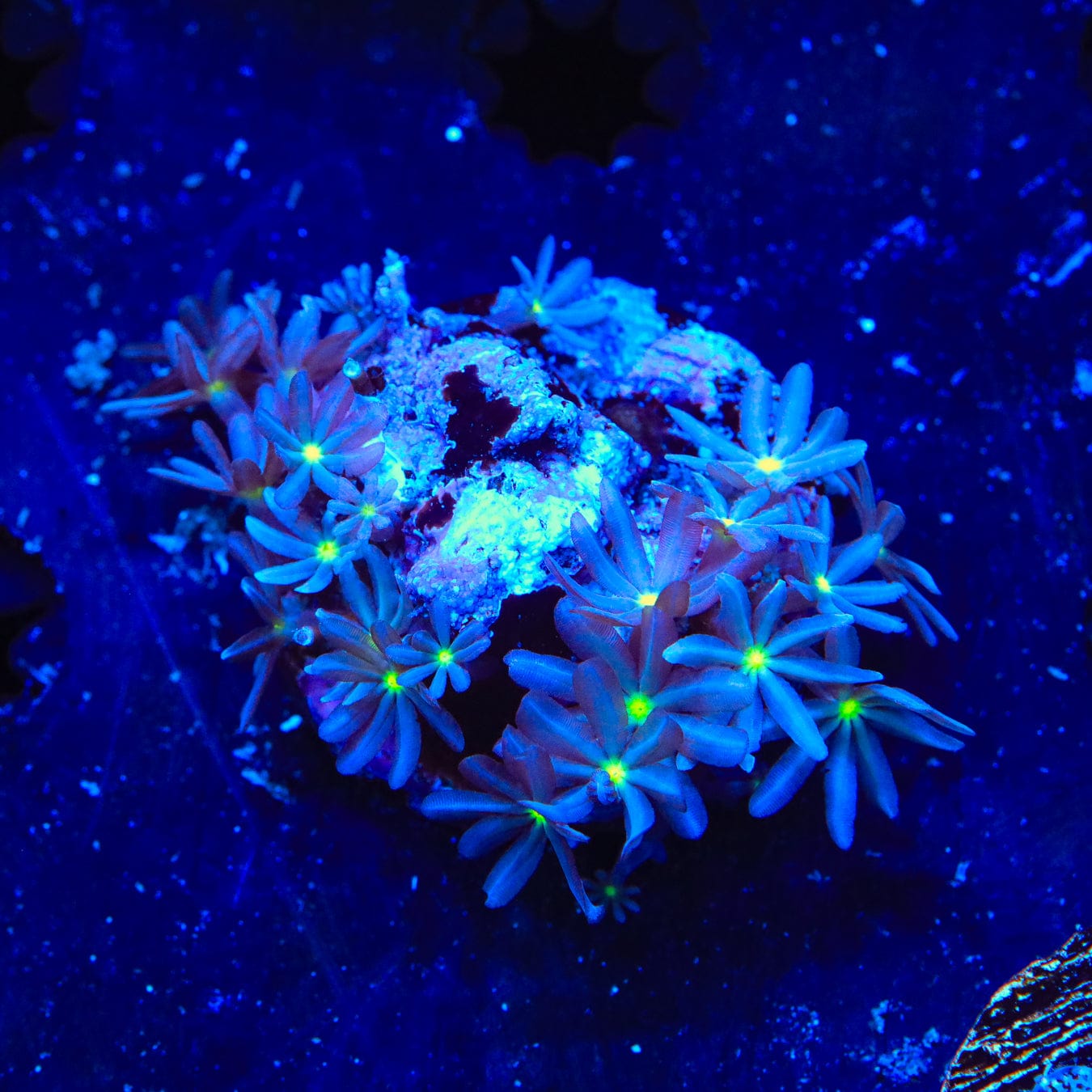 Premium Daisy Polyps Coral for Saltwater Aquariums - Vibrant Live Coral for Reef Tanks & Marine Aquascaping