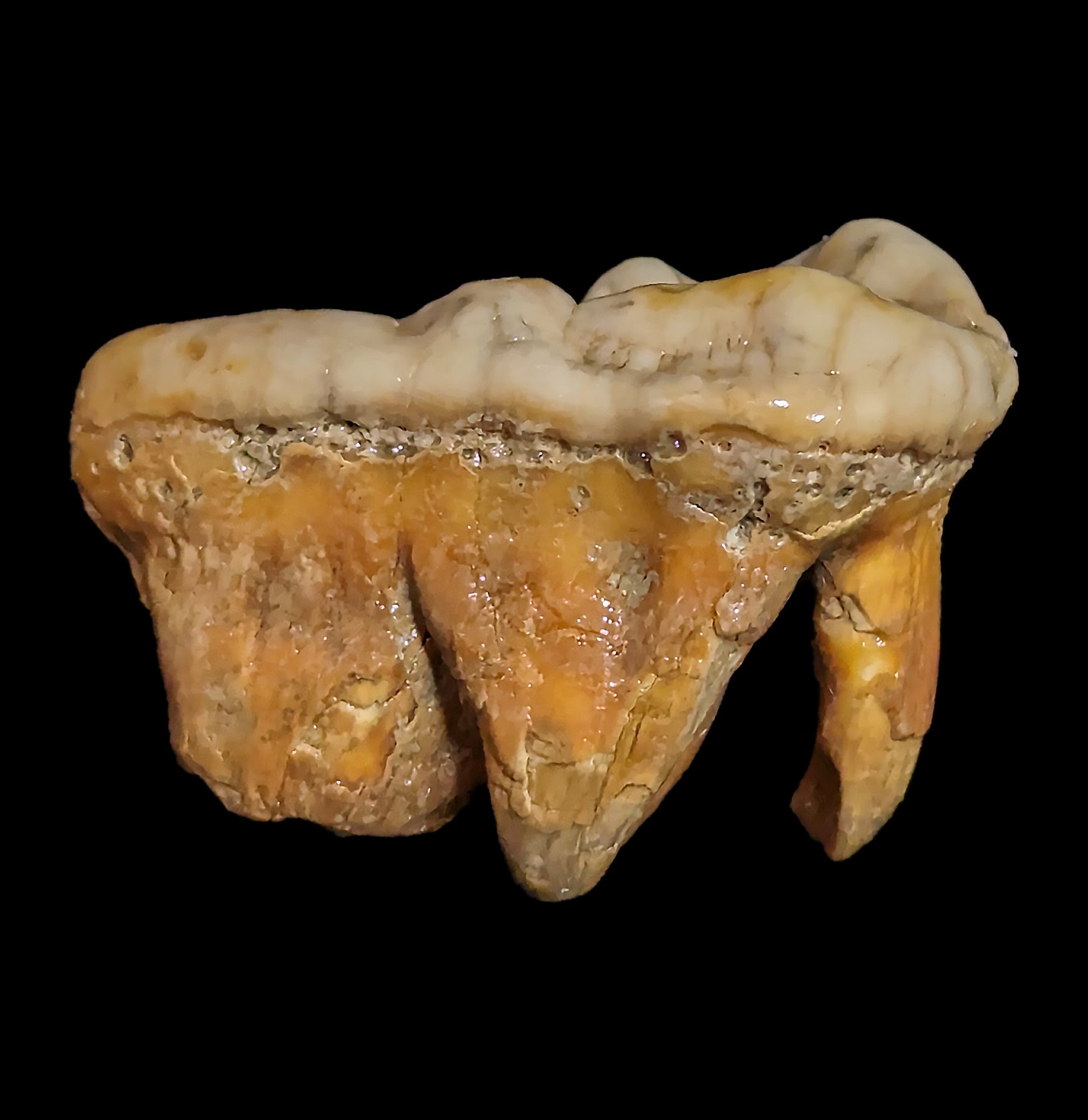 Authentic Fossilized Cave Bear Molar Tooth - Genuine Ice Age Relic for Collectors, Paleontology Study & Unique Home Decor