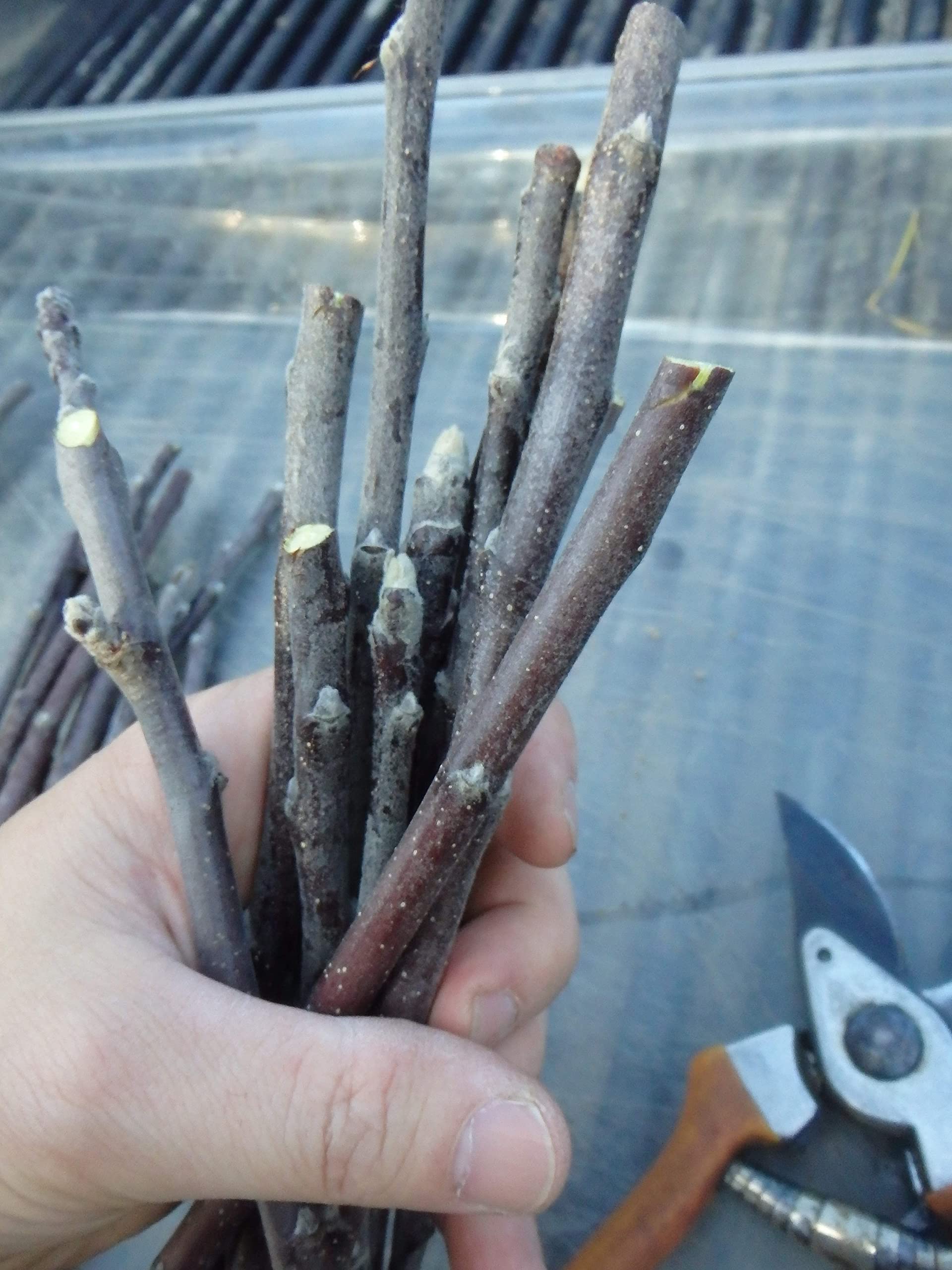 Arkansas Black Apple Scion Cuttings - 3 Pack for Grafting | Premium Fruit Tree Propagation | Perfect for Home Orchards & DIY Gardeners