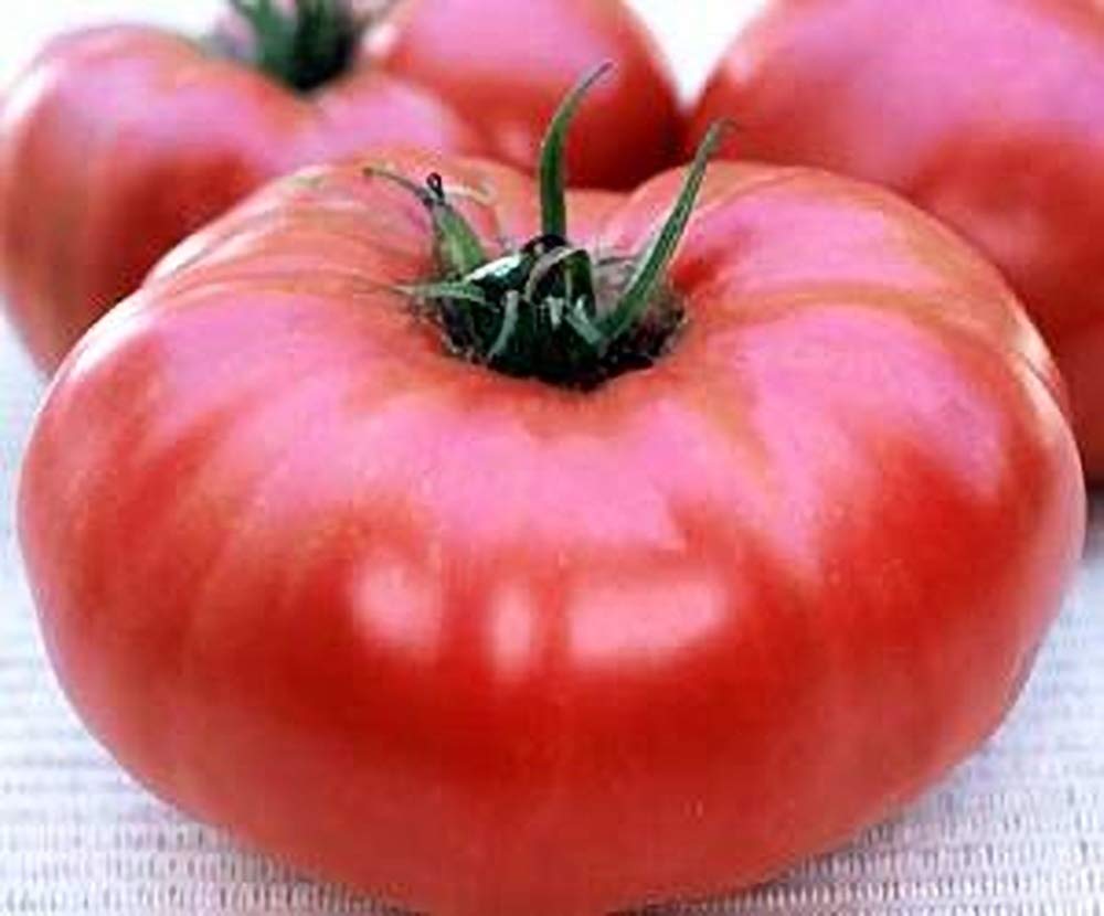 Brandywine Pink Potato Leaf Tomato Seeds - Heirloom, Non-GMO, High Yield for Home Garden & Organic Farming | Perfect for Fresh Salads, Sauces & Canning