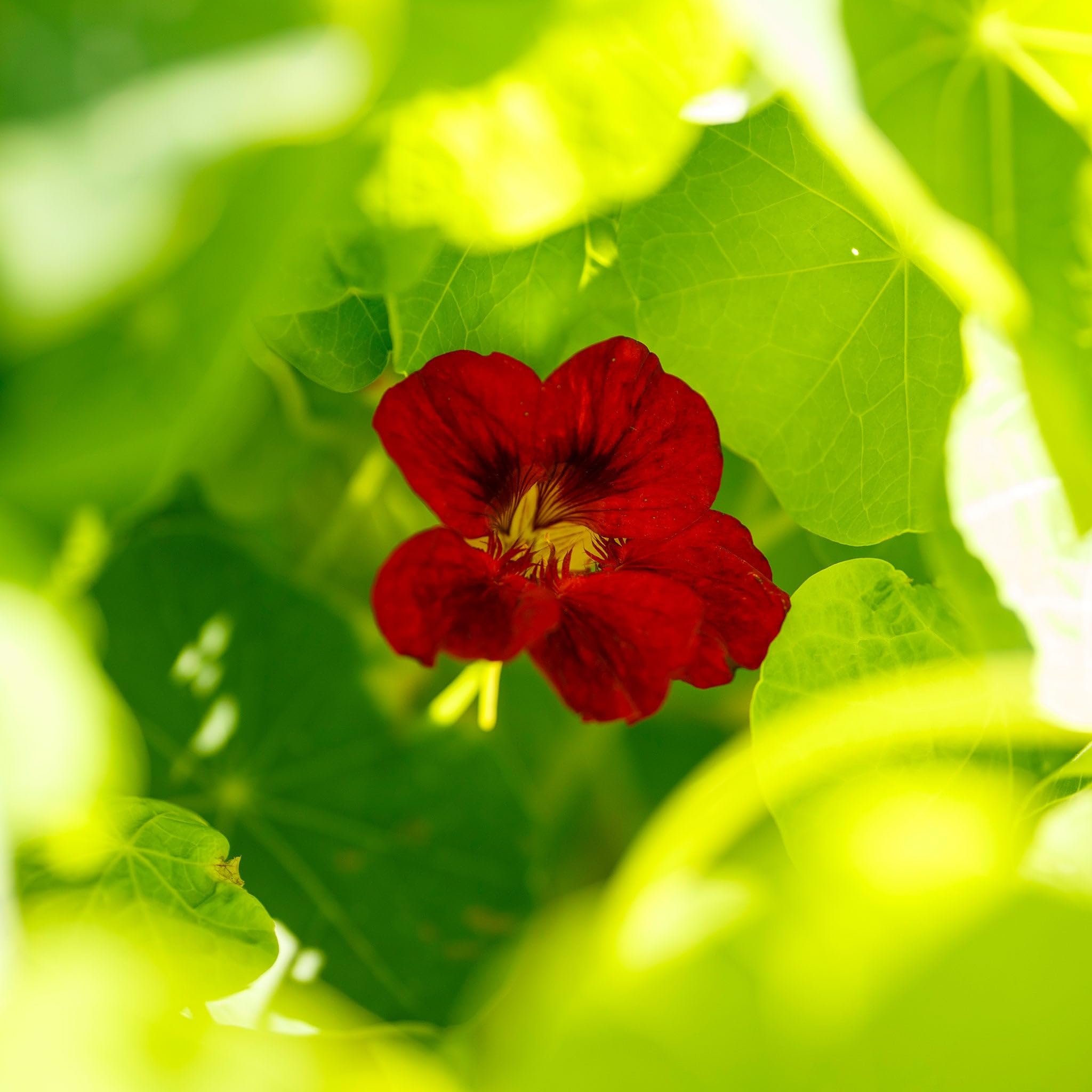 Eden Brothers Mahogany Gleam Nasturtium Seeds - Non-GMO Flower Seeds for Planting | Low-Maintenance, Fast-Growing, Spring Planting | Zones 1-10 | Perfect for Garden Borders, Containers & Edible Landscaping