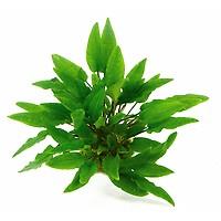TCulture Cryptocoryne Wendtii 'Broad Leaf' Live Aquarium Plant (Potted) - Perfect for Freshwater Fish Tanks, Aquascaping & Low-Tech Aquariums