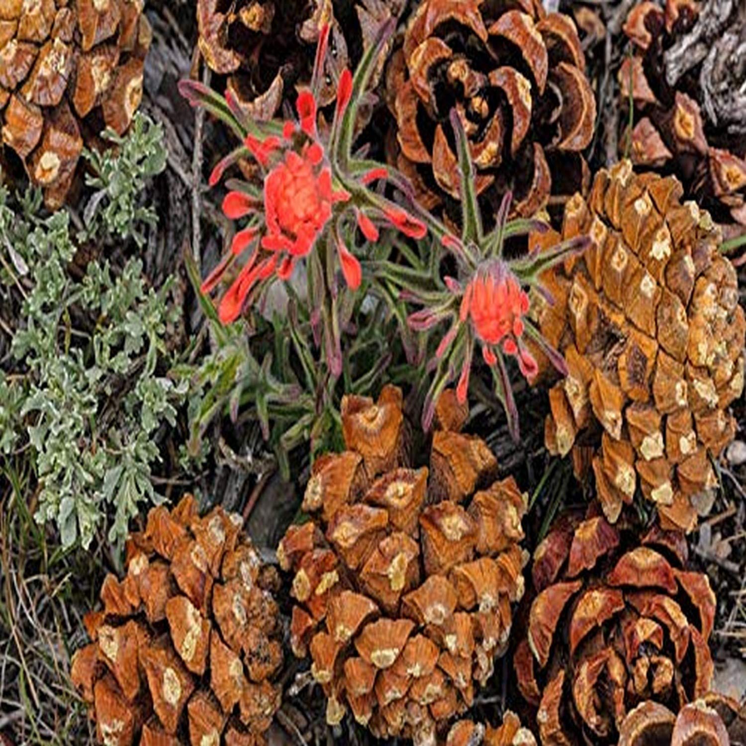 Indian Paintbrush and Pine Cones in Basin National Park Nevada USA Wall Art - 36x24 Inch Landscape Photo Print for Home & Office Decor - Nature Photography Poster for Living Room, Bedroom or Office