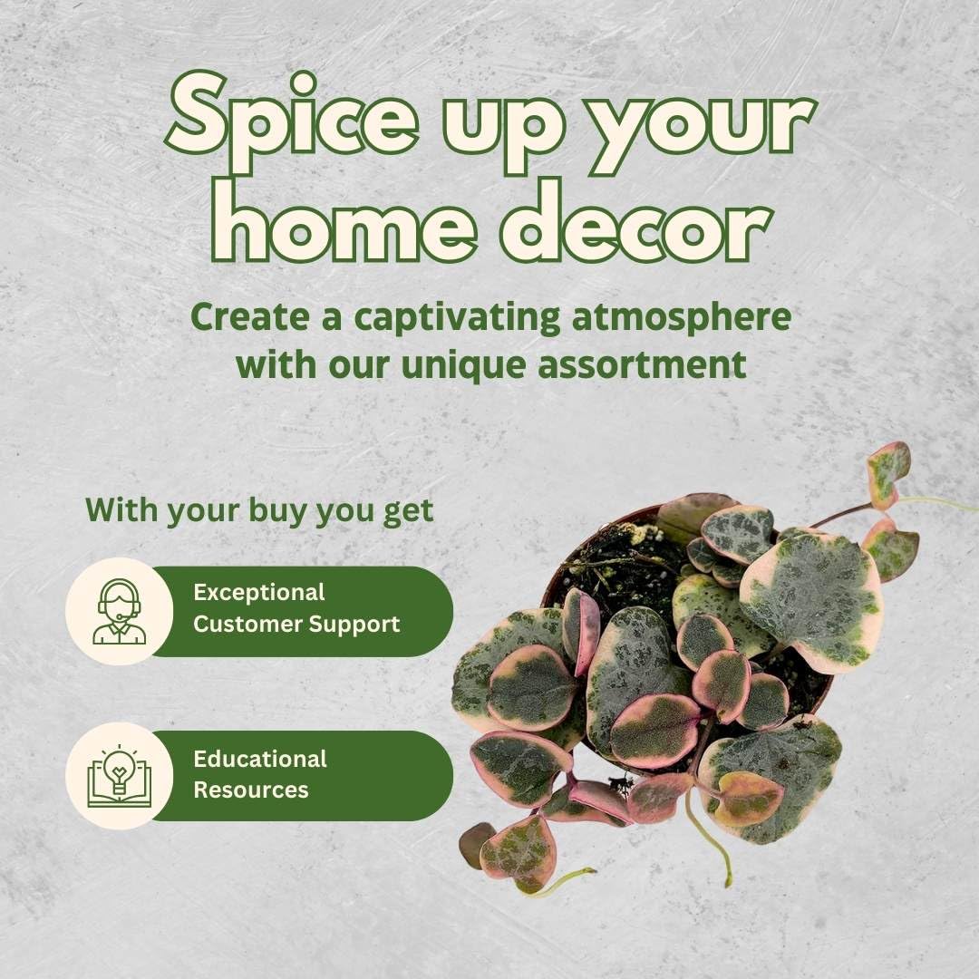 Variegated String of Hearts (Ceropegia Woodii) - Live Succulent Plant in 2 Inch Pot - Perfect for Hanging Baskets, Home Decor & Indoor Gardens
