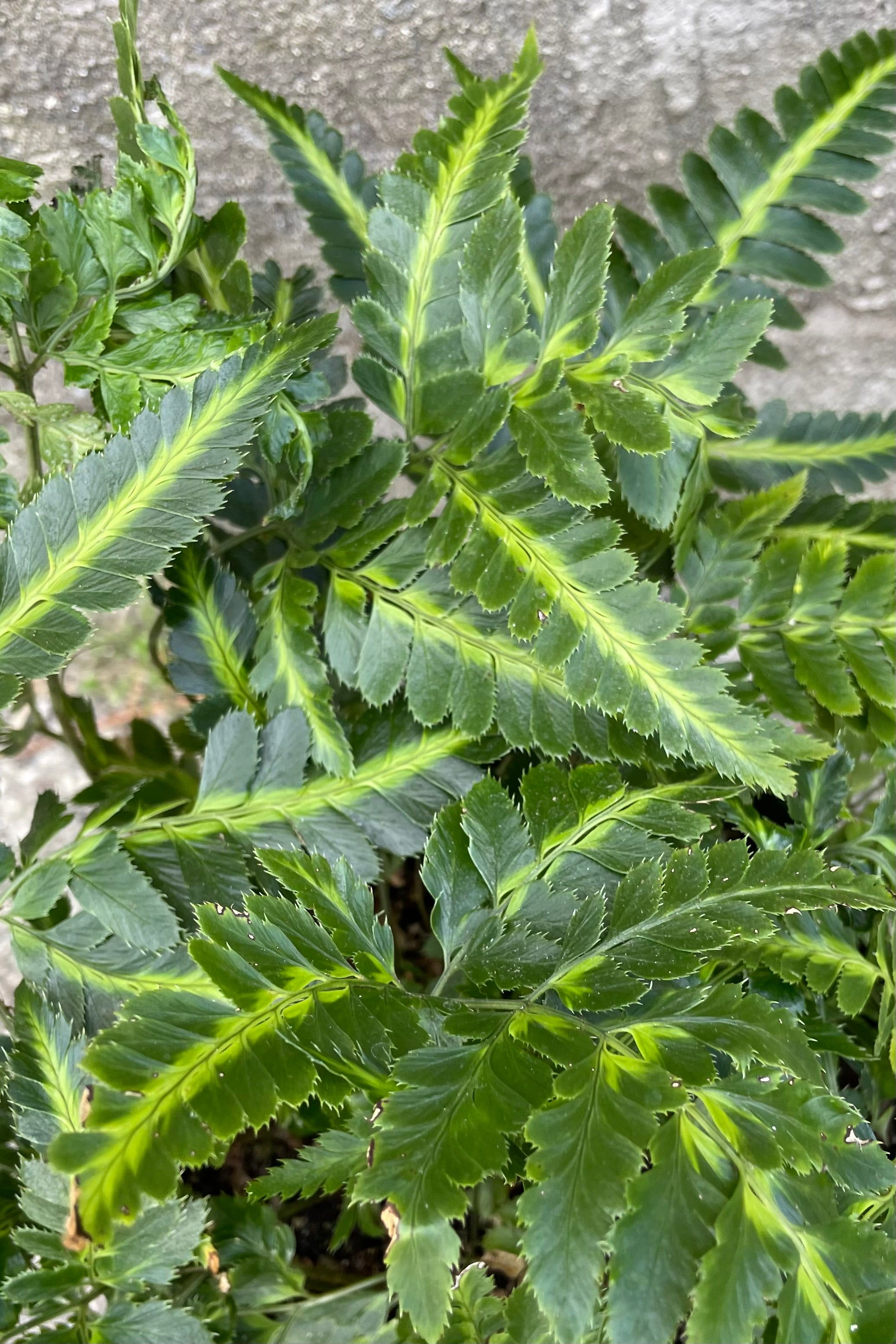 Variegated Arachniodes Simplicior Fern - 6