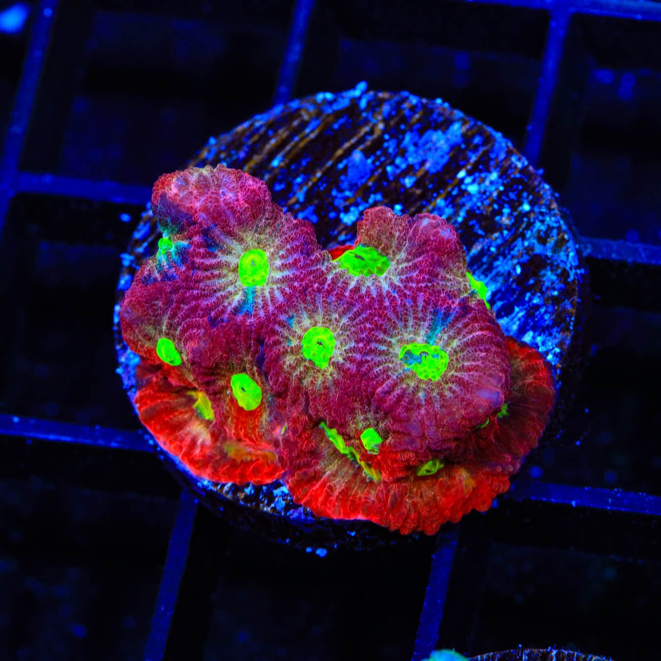 Premium CB Bloodbath Favia Coral for Saltwater Aquariums - Vibrant Live Coral for Reef Tanks, Nano Tanks & Coral Frag Racks (Easy to Care LPS Coral)