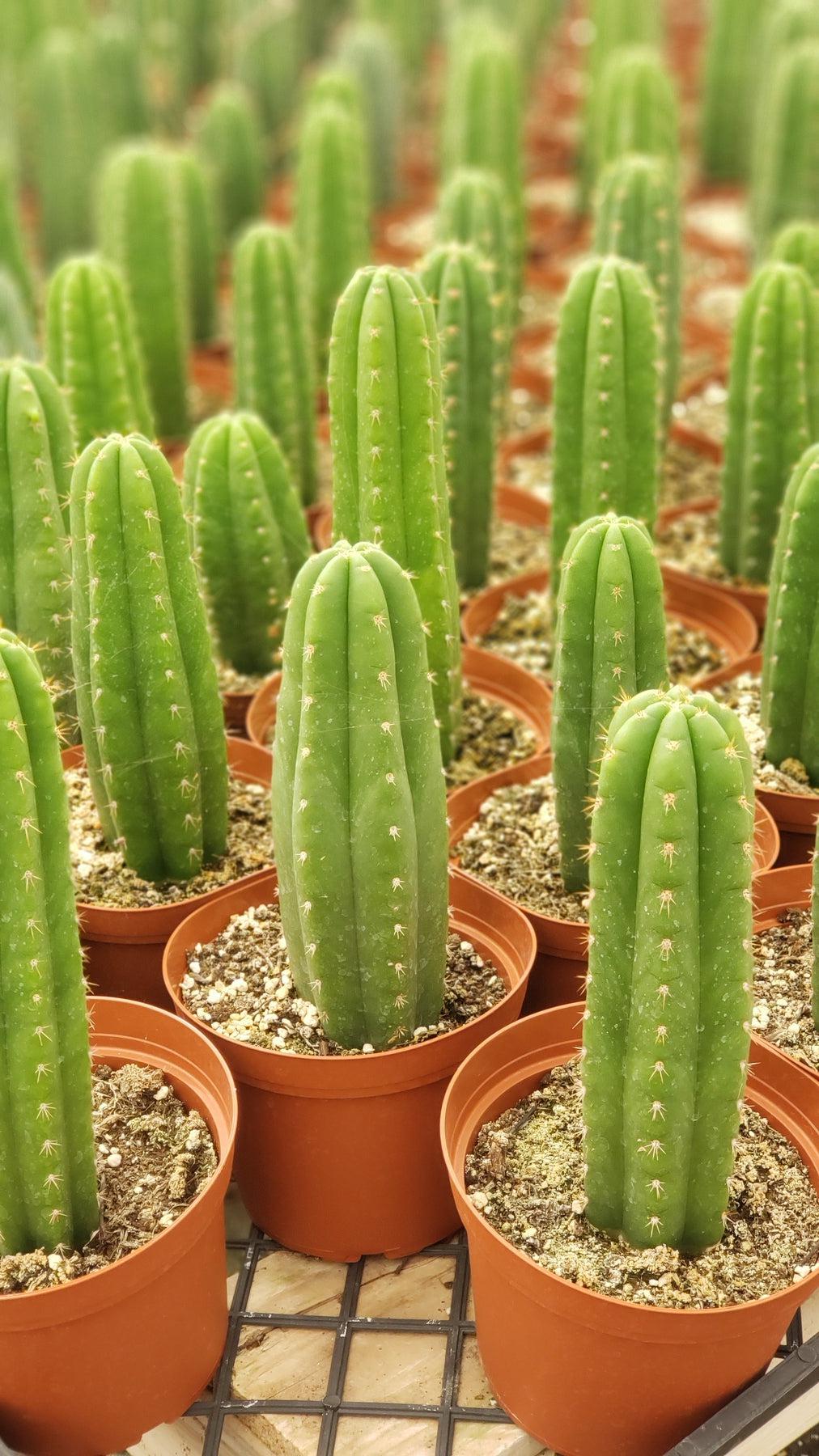 EC13 EXACT Trichocereus Pachanoi #46 Cactus - Live Potted Plant & Cuttings for Home Decor, Gardening, and Spiritual Ceremonies