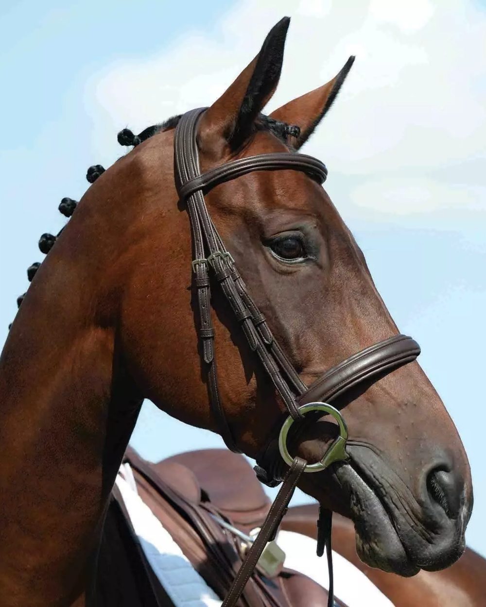 Collegiate Syntovia Plus Padded Raised Flash Bridle - Premium Comfort Horse Bridle for English Riding, Training & Show Jumping | Durable Leather with Soft Padding for Horse & Equestrian Sports
