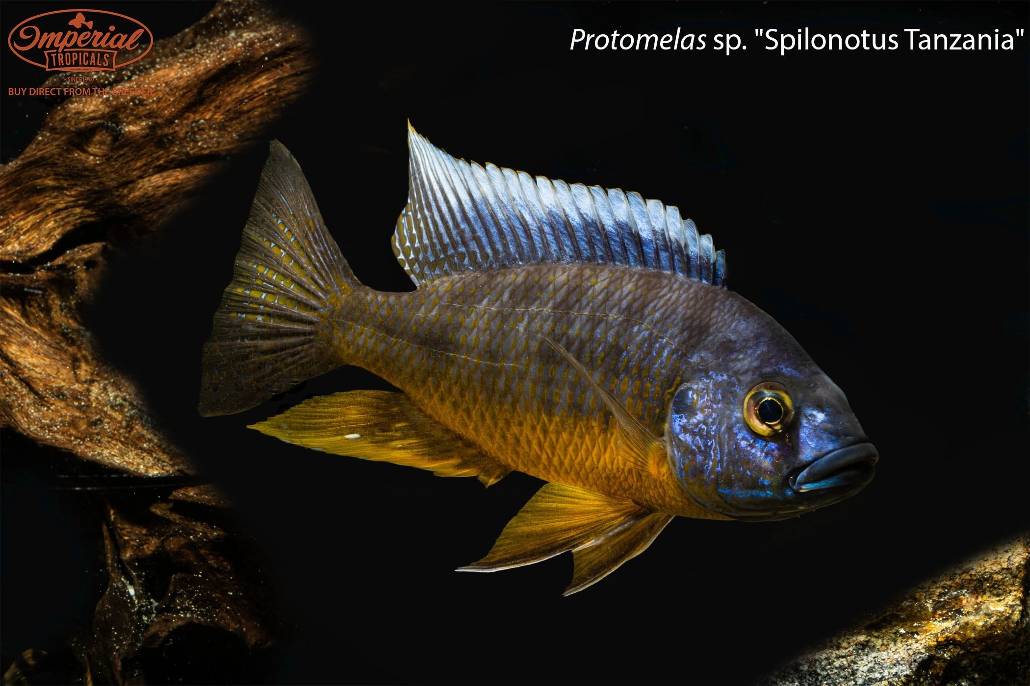 Protomelas Spilonotus Tanzania Cichlid - African Lake Malawi Fish for Aquarium & Fish Tank Enthusiasts - Perfect for Home & Office Aquascaping