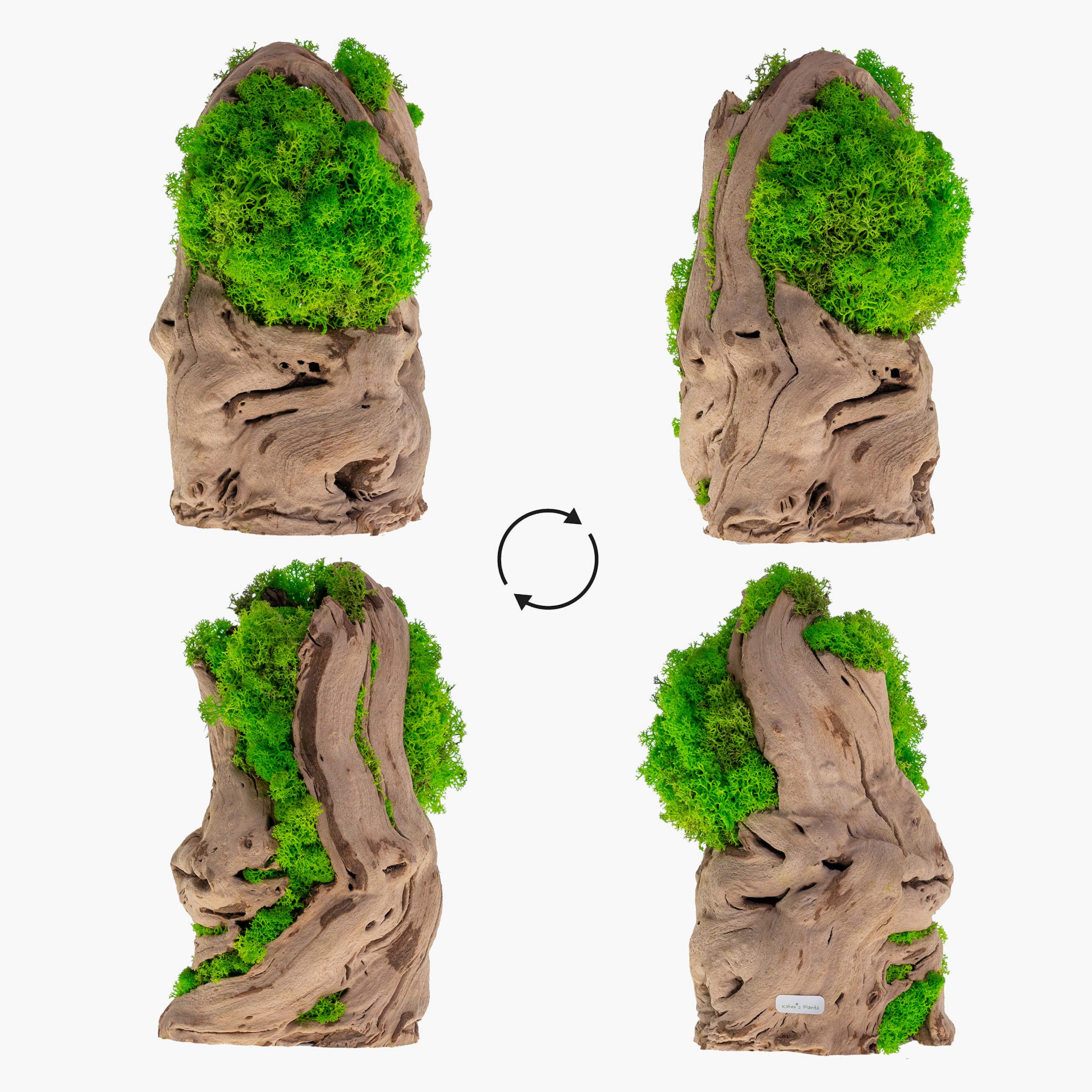Preserved Moss Tree Art - Realistic Indoor Plants No Watering Needed, Non-Toxic Home & Office Décor - Perfect for Zen Spaces, Tabletops, and Modern Interior Design