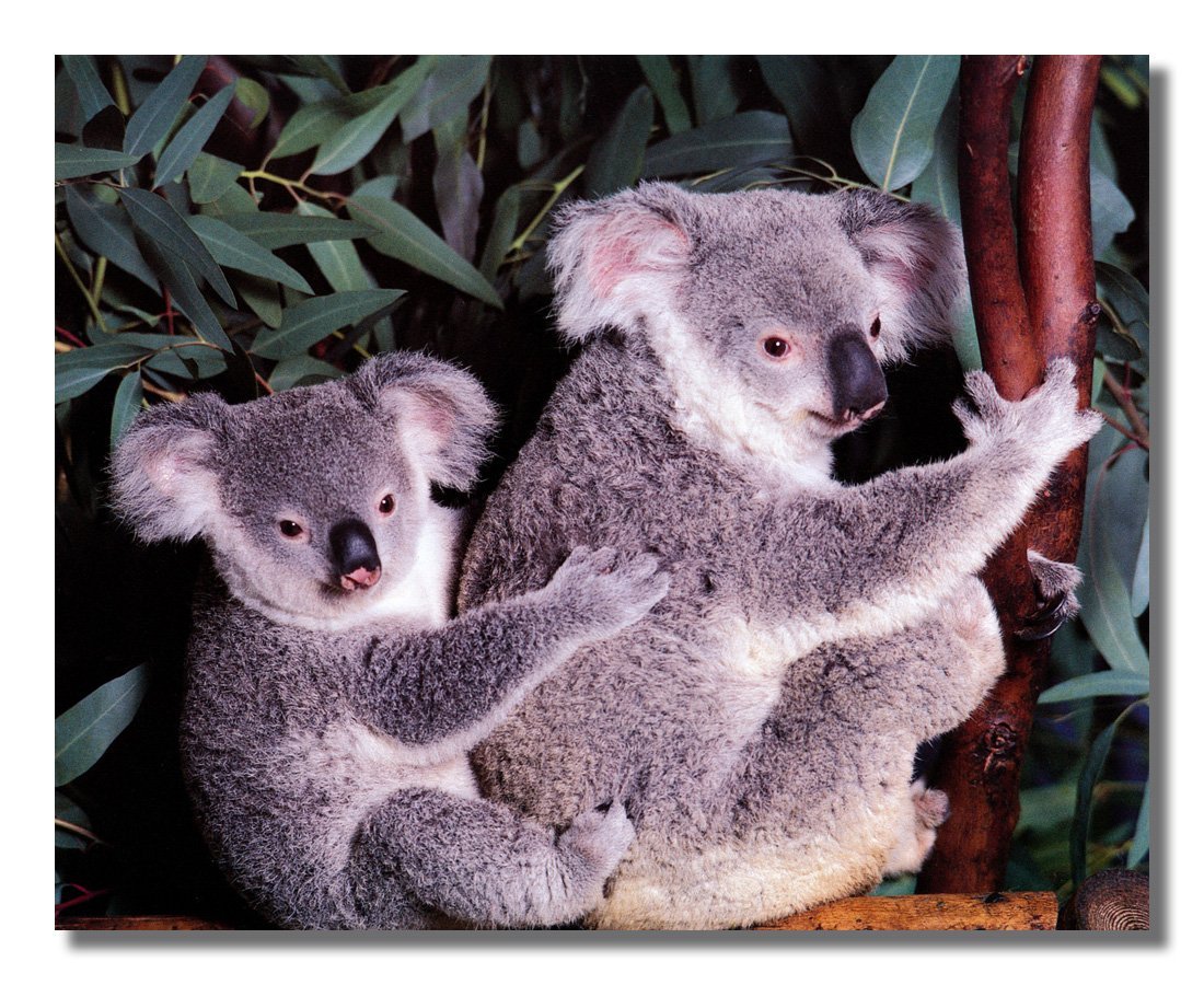 Koala Bear with Joey Hanging in Eucalyptus Tree - 8x10 Wall Art Print for Nursery, Living Room & Office Decor