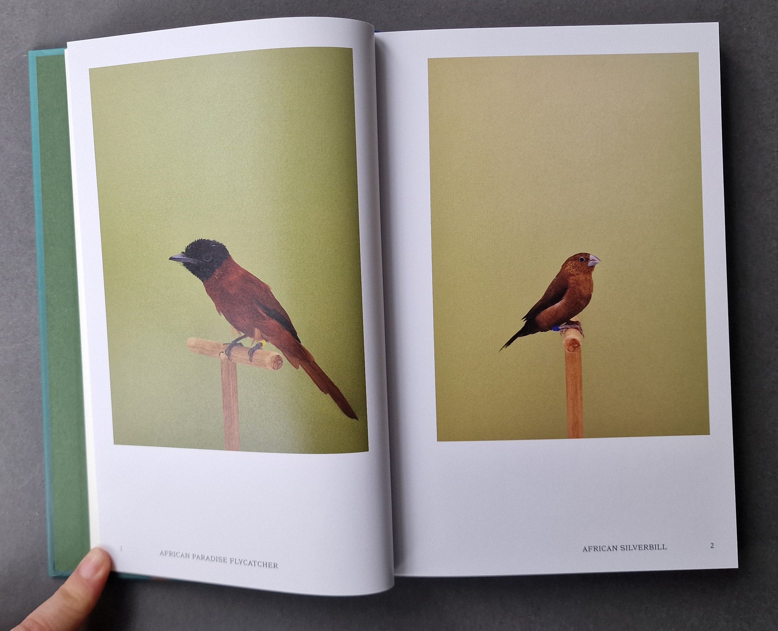 An Incomplete Dictionary of Show Birds Vol.2 - Two Cover Options | Rare Bird Encyclopedia for Aviculture & Ornithology | Perfect Gift for Bird Lovers & Collectors