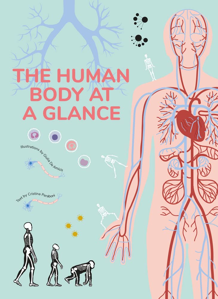 Human Anatomy Chart - Detailed Visual Guide to the Human Body | Perfect for Students, Teachers & Medical Professionals