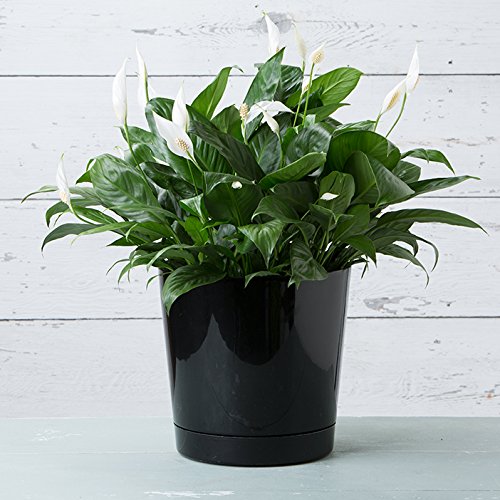 Majestic Full Depth Round Cylinder Pot - 12 Inch Glossy Black Planter for Indoor & Outdoor Plants - Perfect for Home Decor, Garden, Patio, and Office Spaces