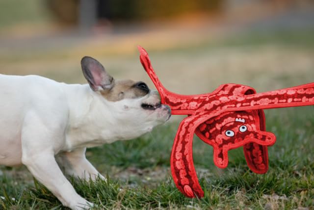 BoxDog Tough Durable Dog Toys for Aggressive Chewers - Multi-Layered Interactive Chew Toys for Pulling, Fetch & Tug of War - Christmas Red Monster Design for Large & Small Dogs - Perfect for Indoor Play, Outdoor Training & Bonding Activities