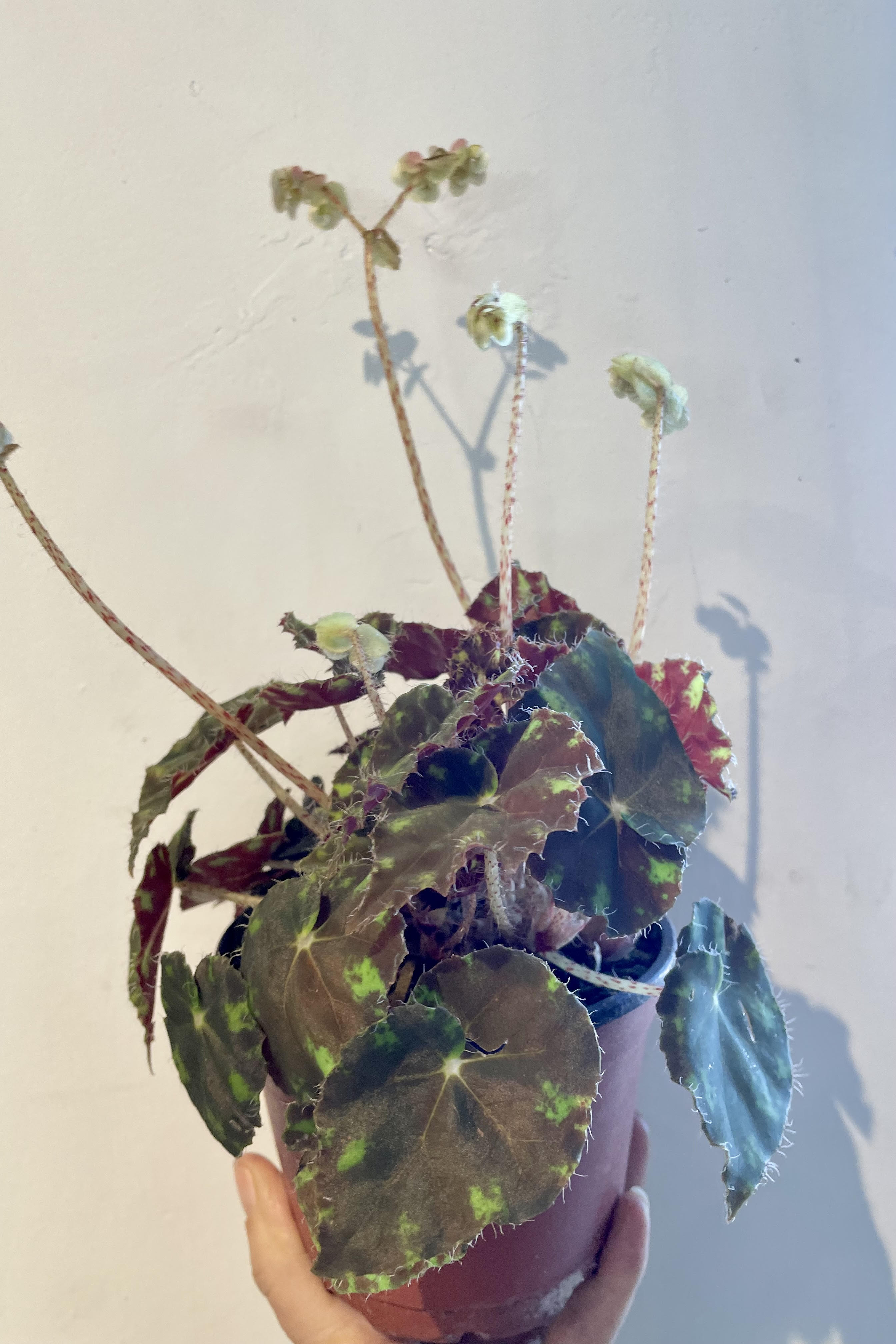 Begonia Rex Cultorum - 5 Live Plants for Home & Garden Decor | Perfect for Indoor Houseplant Lovers & Outdoor Landscaping