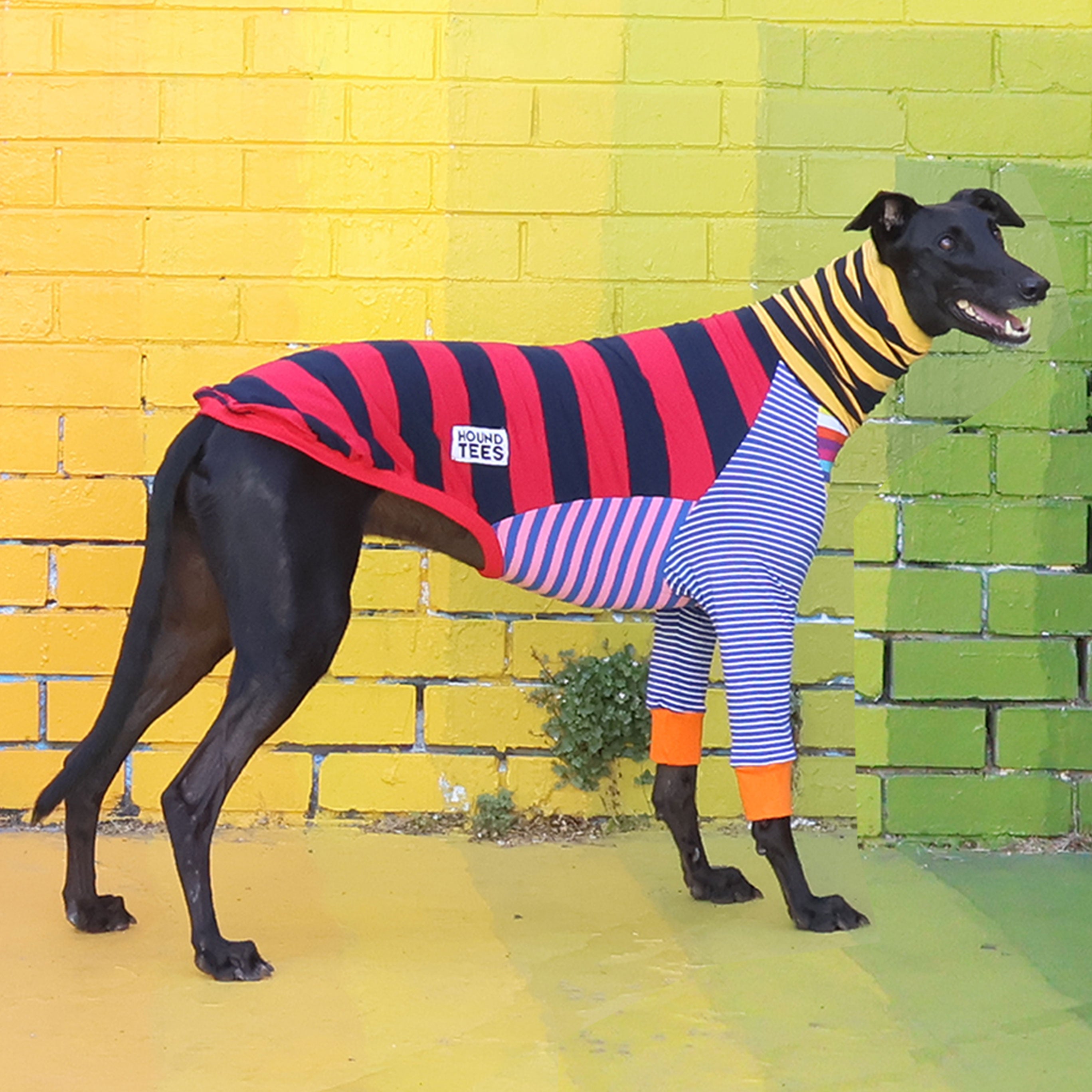 Frankie Greyhound Long Sleeve Dog T-Shirt - Soft Cotton Pet Apparel for Small & Medium Dogs - Perfect for Walks, Photos & Doggy Playdates
