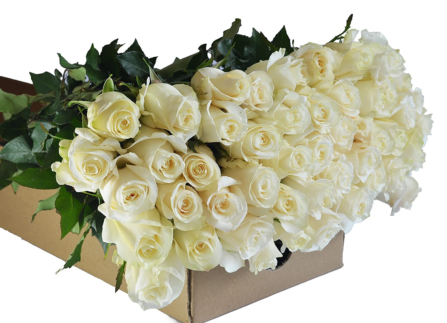 Kabloom Premium 100 White Roses Long Stem (60cm/24in) - Fresh Wedding Flowers for Bouquets, Centerpieces, Anniversaries, Birthdays, Mother's Day - Fast Overnight Delivery - Wholesale Bulk Flowers for Events & Special Occasions
