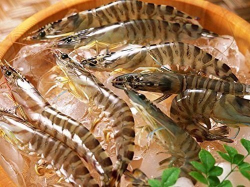 1 Pound (454g) Vacuum Sealed Shrimp Meat Snack - Fresh from China Sea - Perfect for Party Platters, Salads & Seafood Dishes