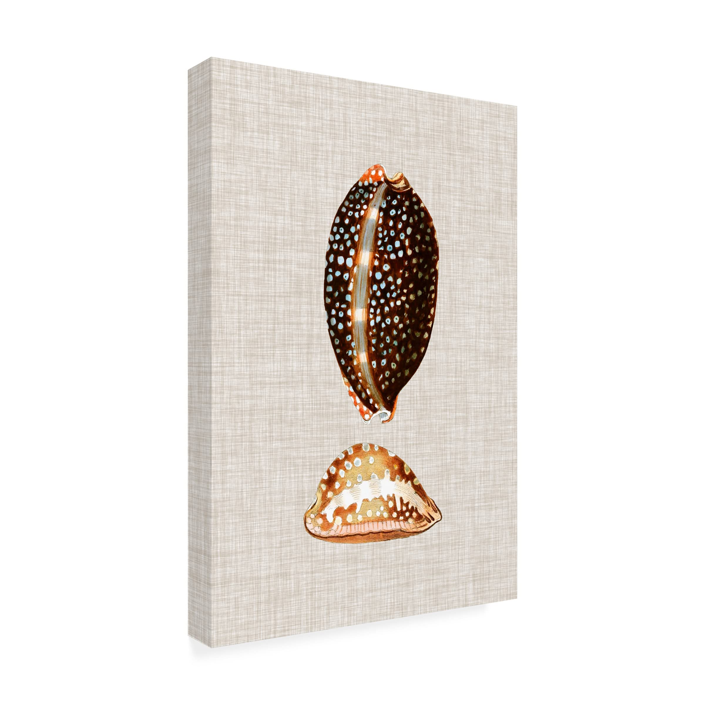 Trademark Fine Art 'Antique Shells on Linen IV' Canvas Wall Art Print by Vision Studio - Perfect for Beach House Decor, Coastal Living Room & Bathroom Wall Decor