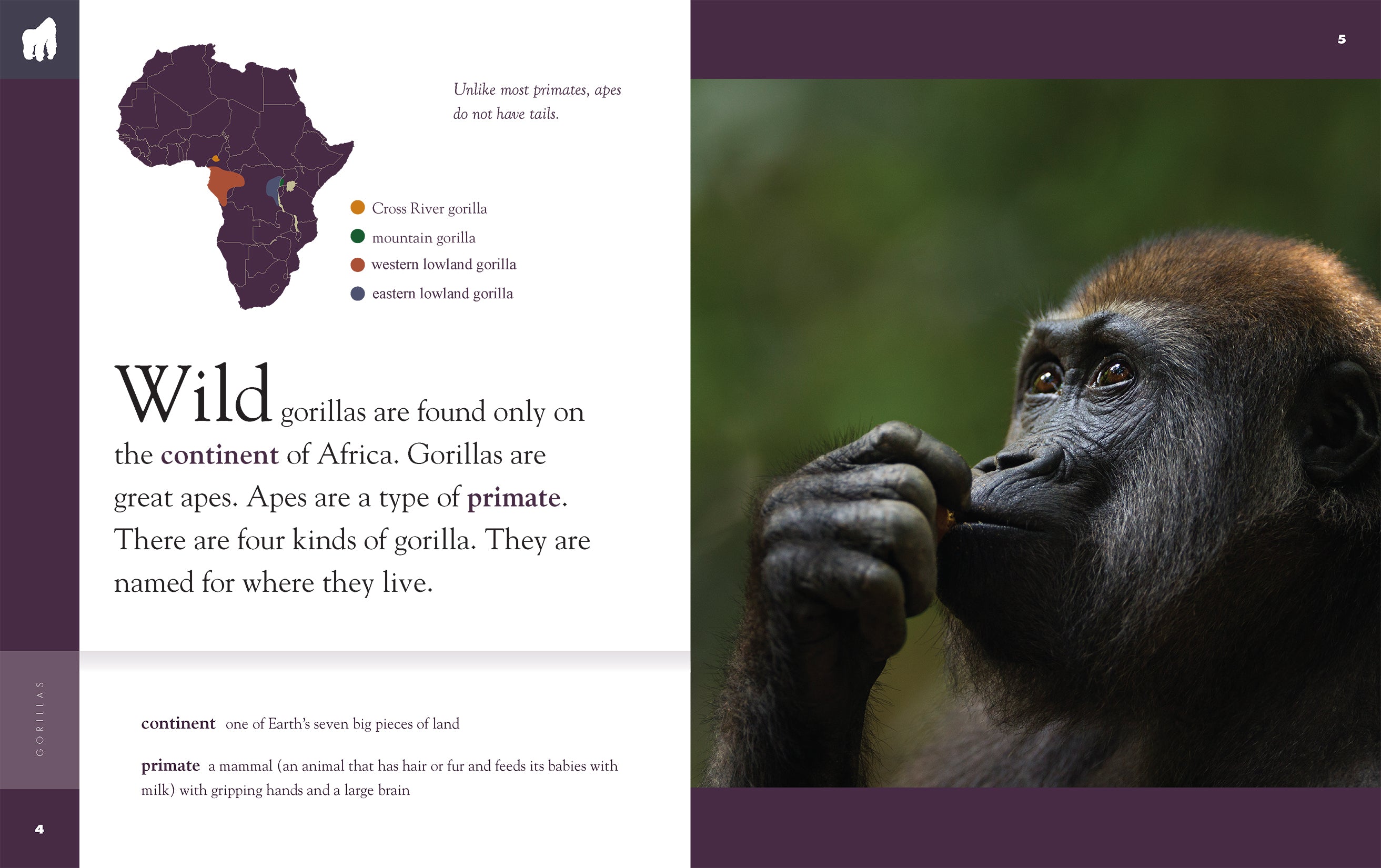 Gorillas Book 9781640263819 - Wildlife Education & Animal Facts for Kids, Perfect for School Projects & Nature Lovers