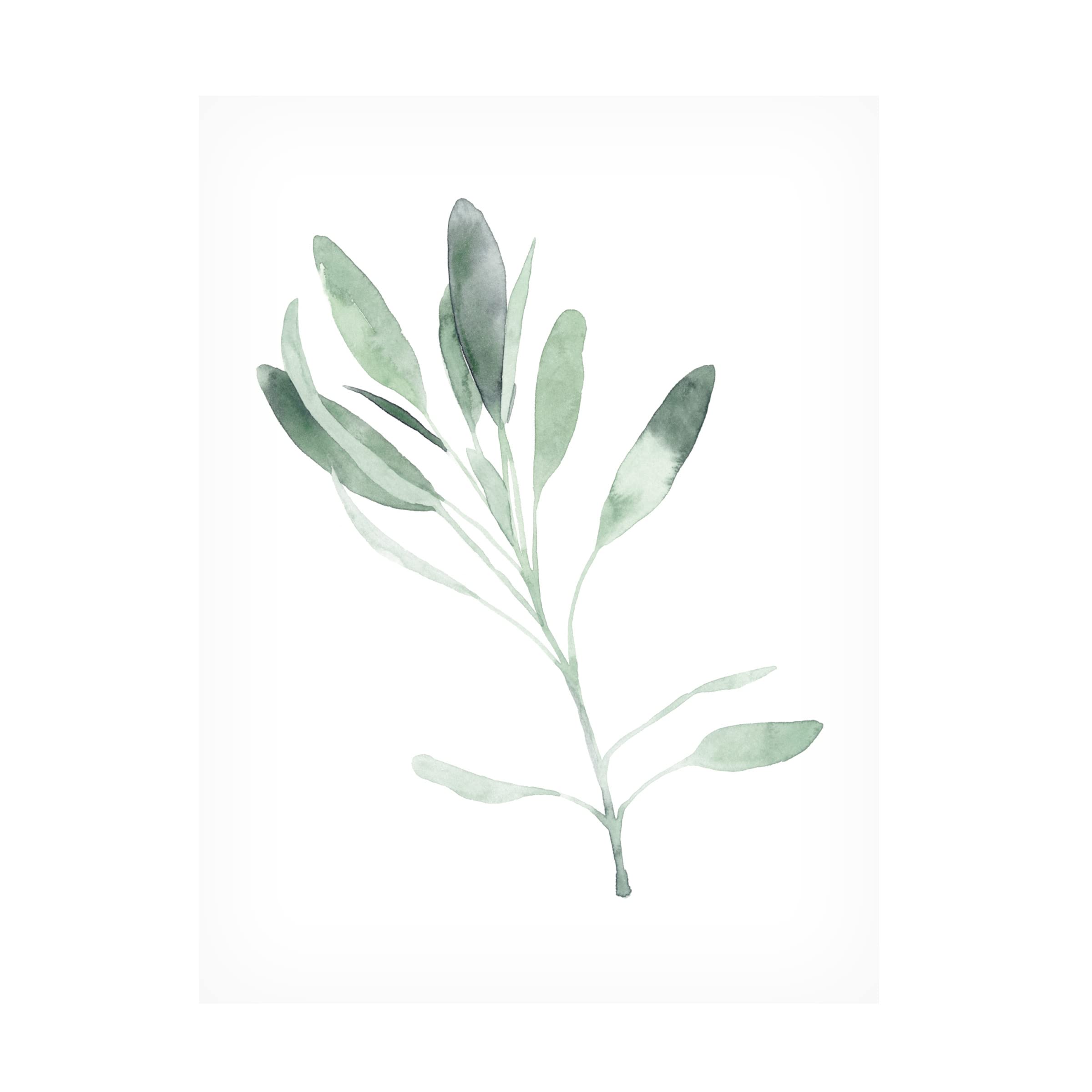 Emma Scarvey 'Simple Sage II' Canvas Wall Art Print - Modern Botanical Decor for Living Room, Bedroom & Office