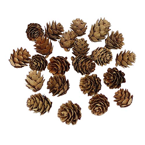 Pine Cone