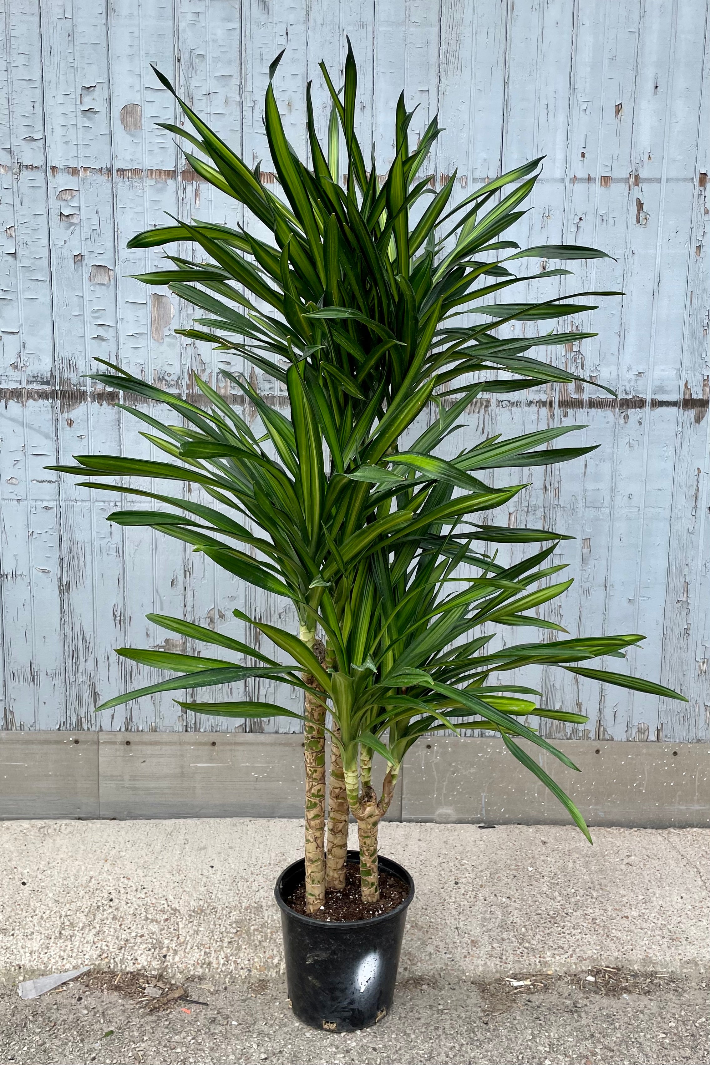 Dracaena deremensis 'Rikki' Cane #2 - Low Light Indoor Plant for Home & Office Decor | Perfect for Living Rooms, Bedrooms, and Workspaces