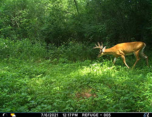 Cuddeback L Series Cellular Trail Camera - Verizon & AT&T Compatible, 8 Long Range IR LEDs, Solar & Battery Powered (Includes 4 PW-3600 Solar Banks & 5 P21-001 Battery Banks), 16GB SD Card - Ideal for Wildlife Monitoring, Hunting & Property Security