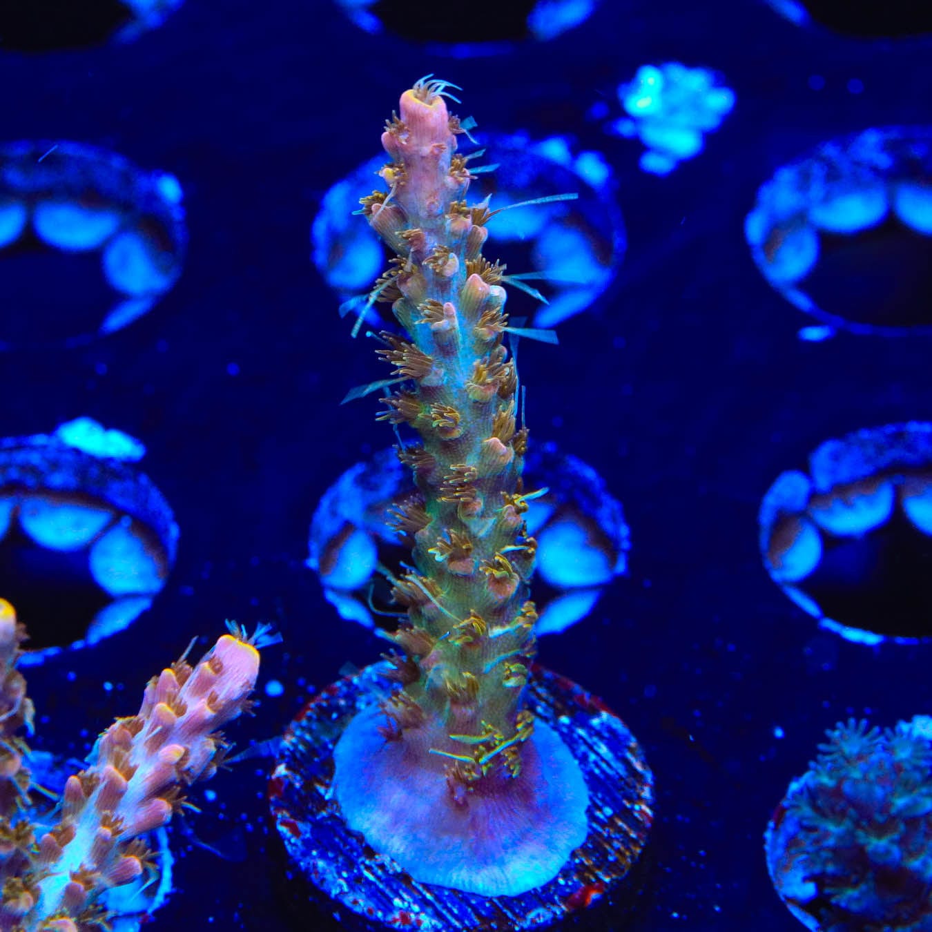 Premium CC Voodoo Majick Acropora Coral for Saltwater Aquariums - Vibrant Live Coral for Reef Tanks & Marine Aquascaping | Perfect for Coral Fragging and Aquarium Decoration