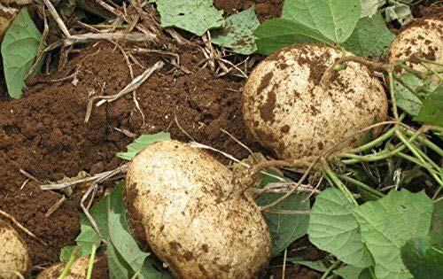 Jicama Mexican Yam Bean Seeds (5-1000 Count) - Pachyrhizus Erosus Sweet Crunchy Bulk Pack - Perfect for Home Gardening, Healthy Snacks & Mexican Cuisine