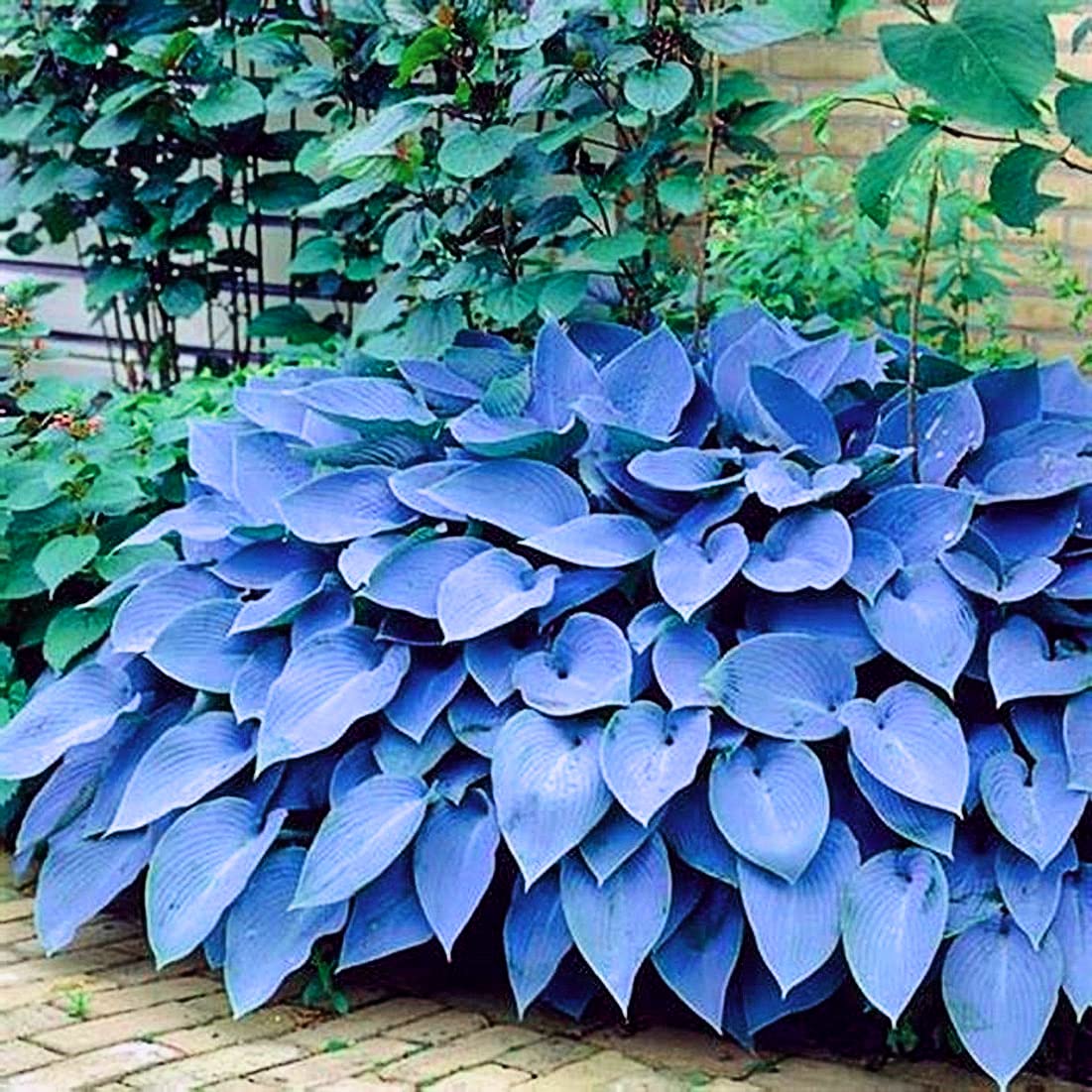 Perennial Hosta Tubers - Ready to Plant Year Round, Grows Well in Pots & Gardens - Perfect Gift for Gardeners (Set of 4) - Ideal for Shade Gardens, Landscaping & Container Planting