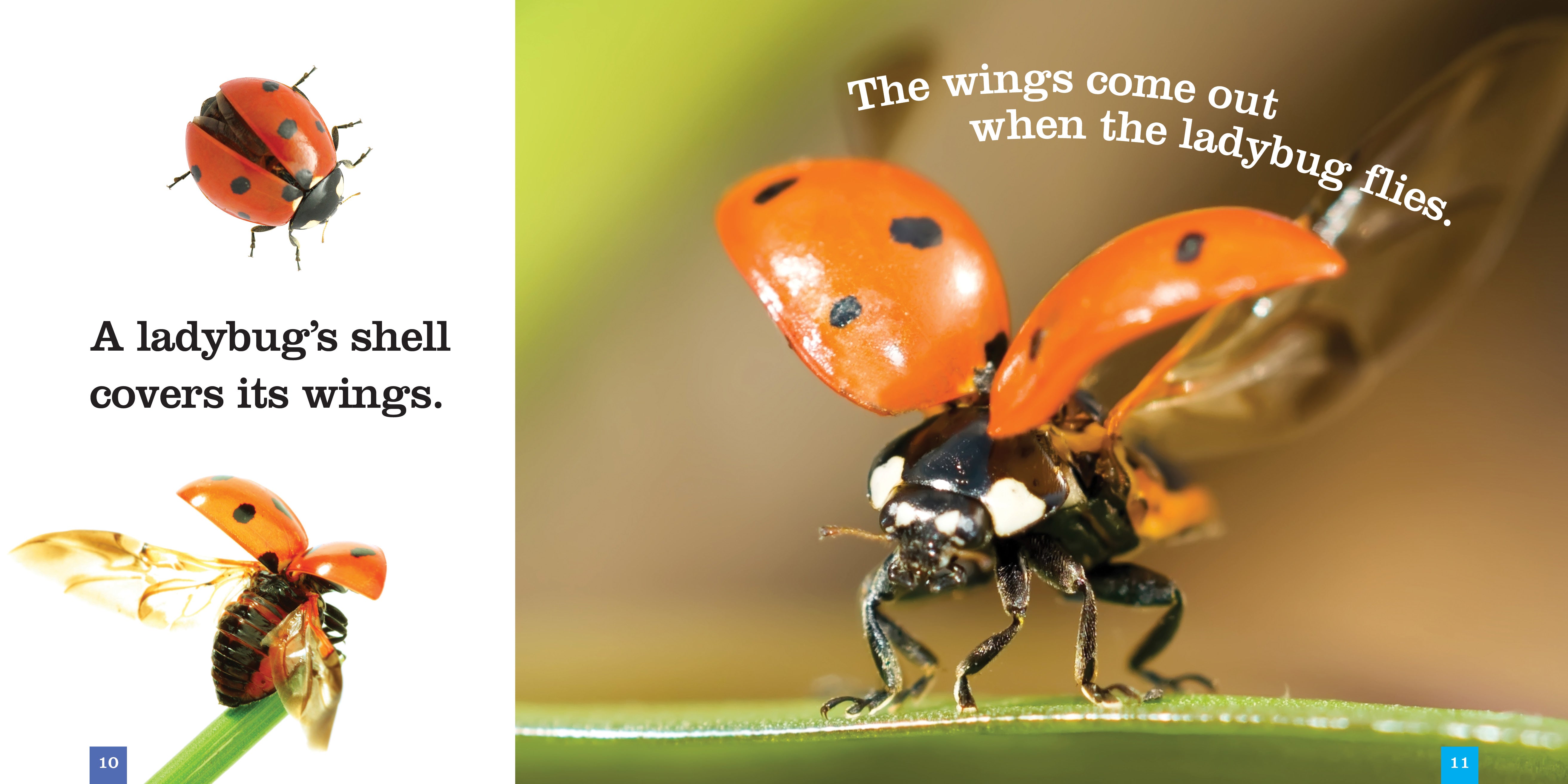 9781608184590 Ladybugs Book - Learn About Ladybugs, Their Life Cycle & Habitat - Perfect for Kids, Nature Lovers & Classroom Learning