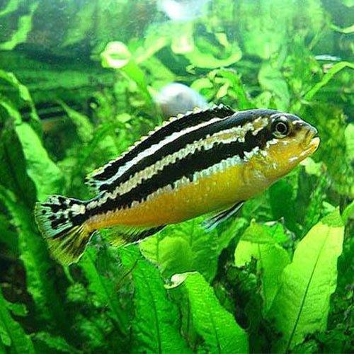 Malawi Golden Cichlid Fish - Melanochromis Auratus for Freshwater Aquariums | African Cichlid Tank Setup & Care