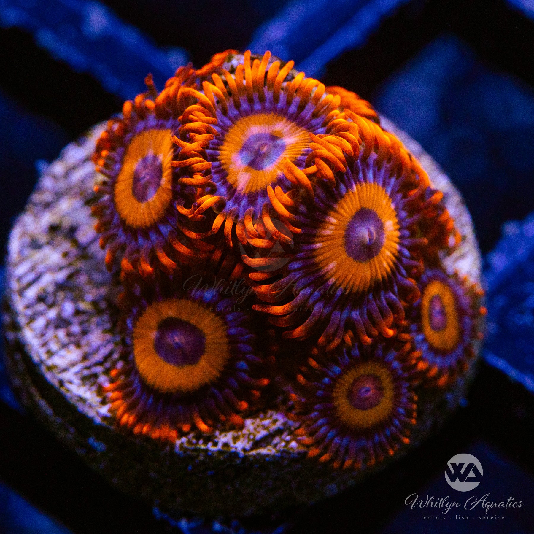 Premium Orange Oxide Zoanthid Coral (Aquacultured) - Vibrant Saltwater Reef Tank Coral for Aquascaping & Marine Aquariums