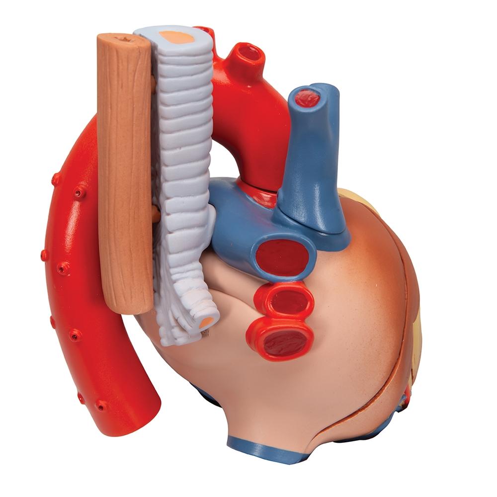 7-Part Human Heart Anatomy Model - Detailed Educational Tool for Medical Students & Biology Classrooms | Perfect for Study, Teaching & Science Demonstrations