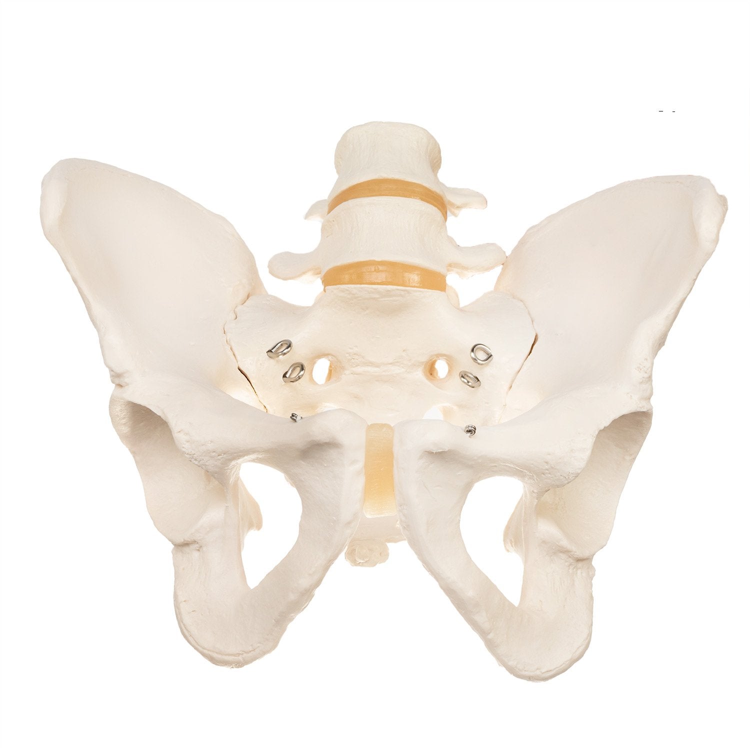 Authentic Replica Human Male Pelvis Model - Ideal for Medical Education, Anatomy Study & Science Classroom Demonstrations
