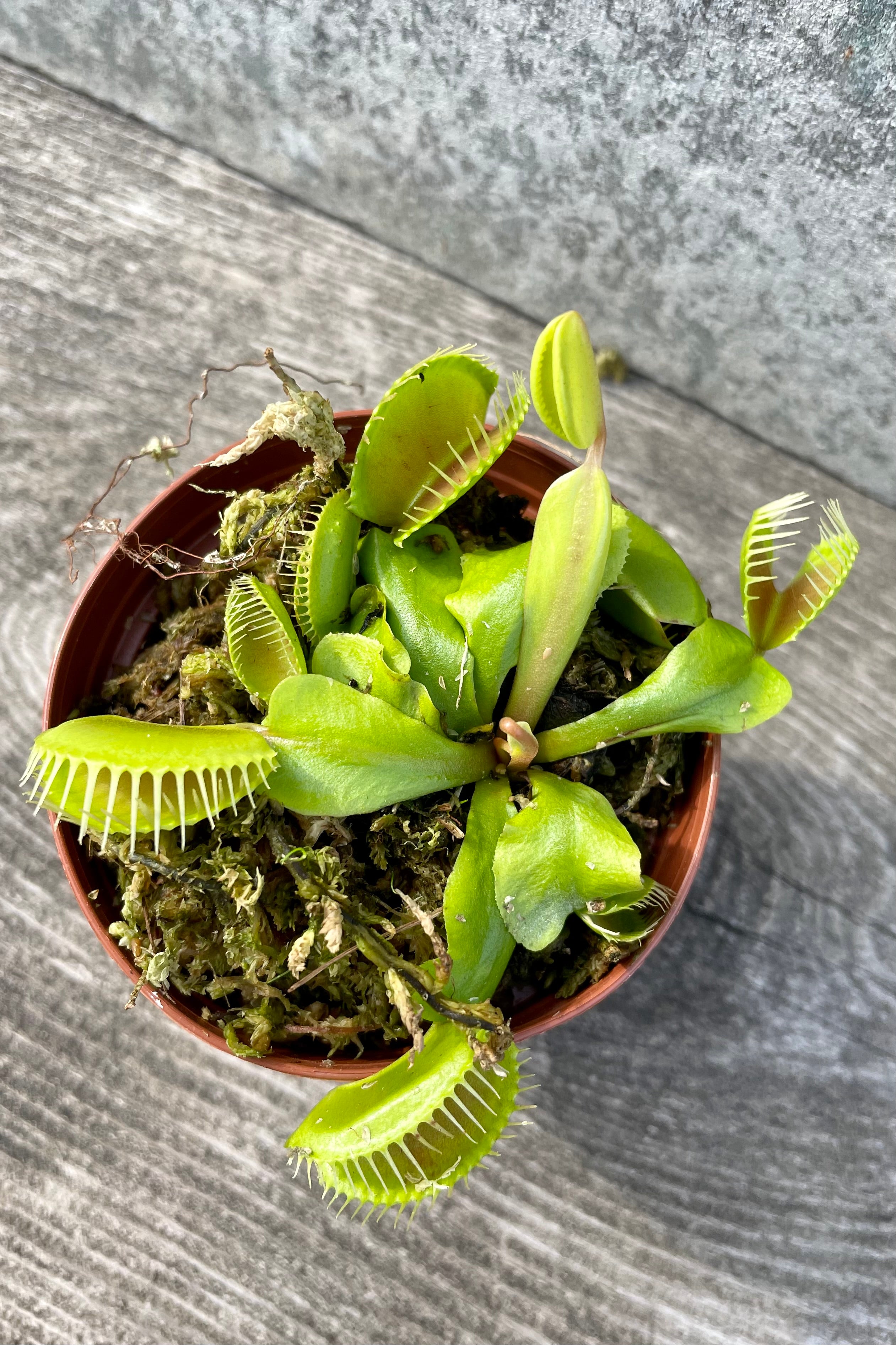 Live Dionaea Venus Flytrap - Carnivorous Plant for Natural Pest Control | Perfect for Home, Office & Garden Decor
