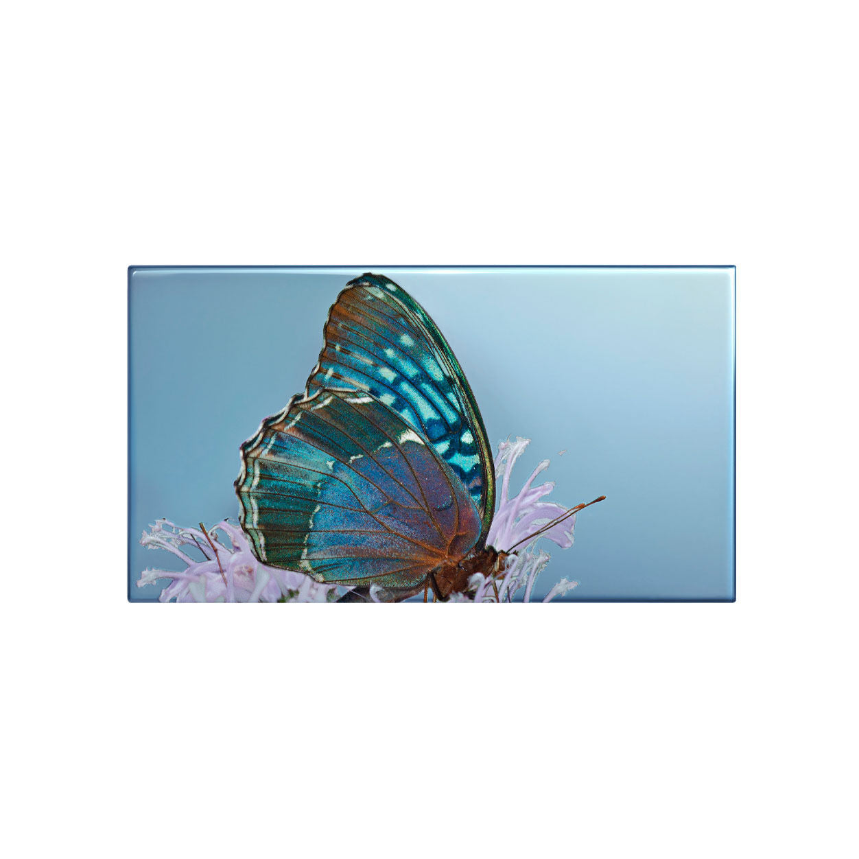 Diana Eye Trio Butterfly Eyeshadow Palette - Long Lasting Pigmented Makeup for Day & Night Looks - Perfect for Parties, Weddings & Special Occasions