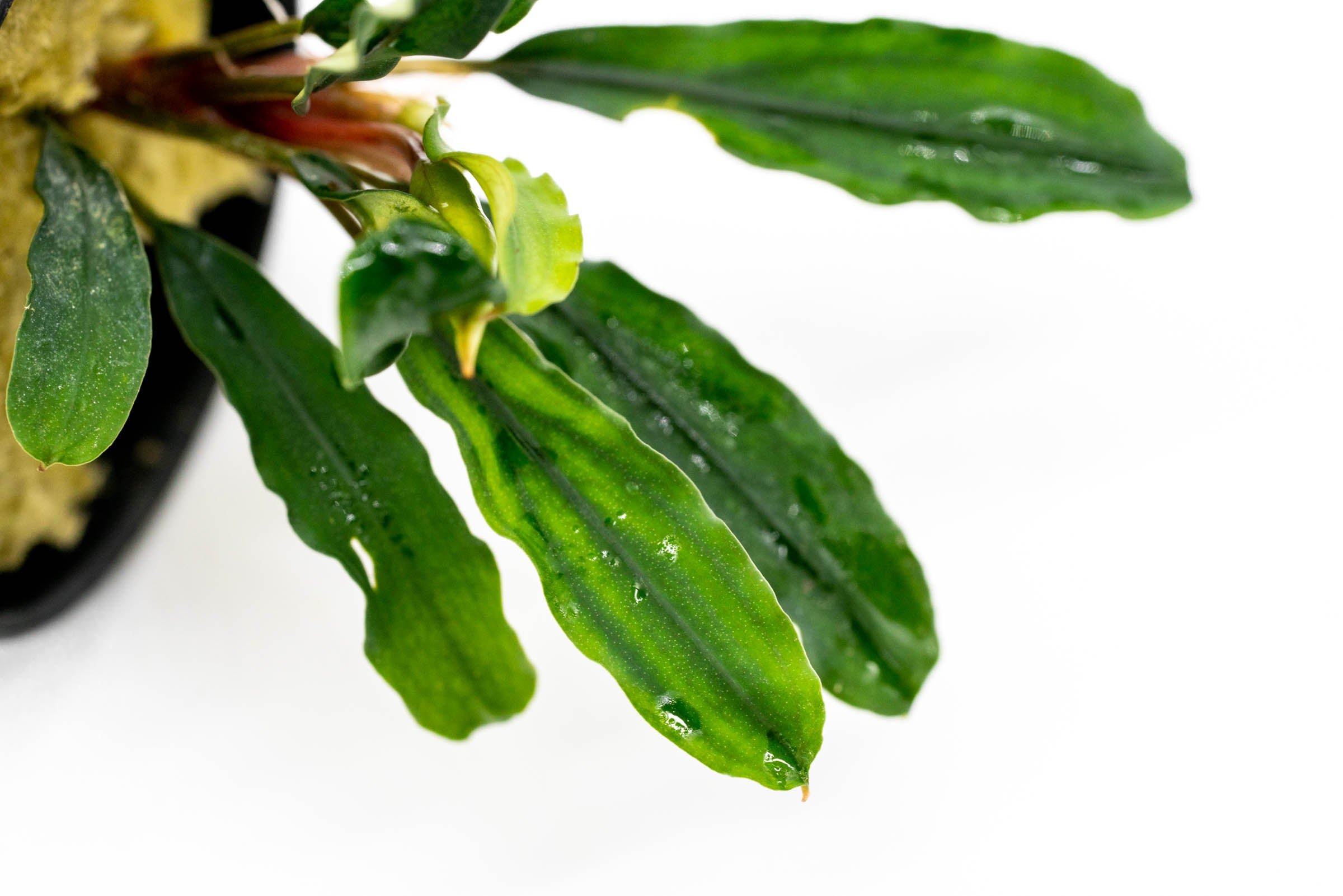 Bucephalandra Kedagang Green Live Aquarium Plant for Freshwater Fish Tanks - Perfect for Aquascaping and Shrimp Tanks