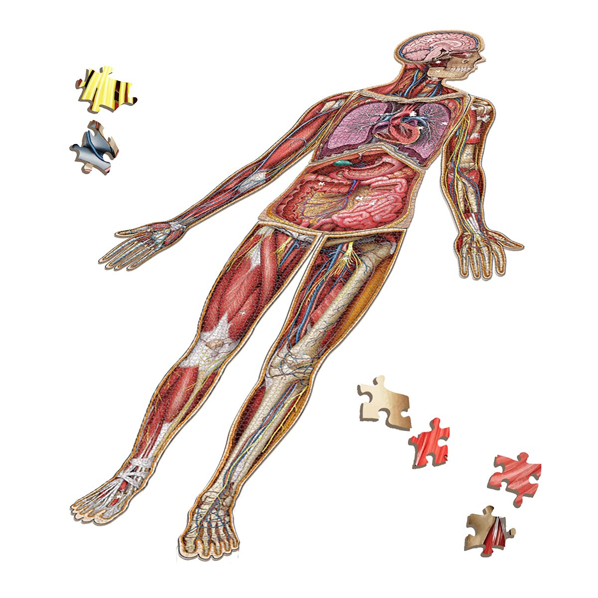 Dr. Livingston's Human Anatomy Jigsaw Puzzle - 10 Foot Full Body Model with 4175 Pieces - STEM Educational Science Puzzle for Kids & Teens - Complete Set Volumes I-VII - Perfect for Homeschooling & Classroom Learning