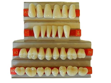 Premium Dental Acrylic Resin Teeth Set - Full Mouth Realistic Fake Teeth for Halloween Horror Props, Cosplay & Movie Special Effects - Life Size Denture Prosthetics for Theater & Haunted House Decor