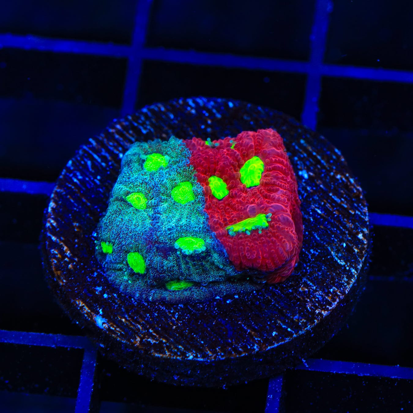 Premium CB Bloodbath Favia Coral for Saltwater Aquariums - Vibrant LPS Coral for Reef Tanks, Nano Tanks & Coral Frag Racks (Great for Beginners & Advanced Hobbyists)