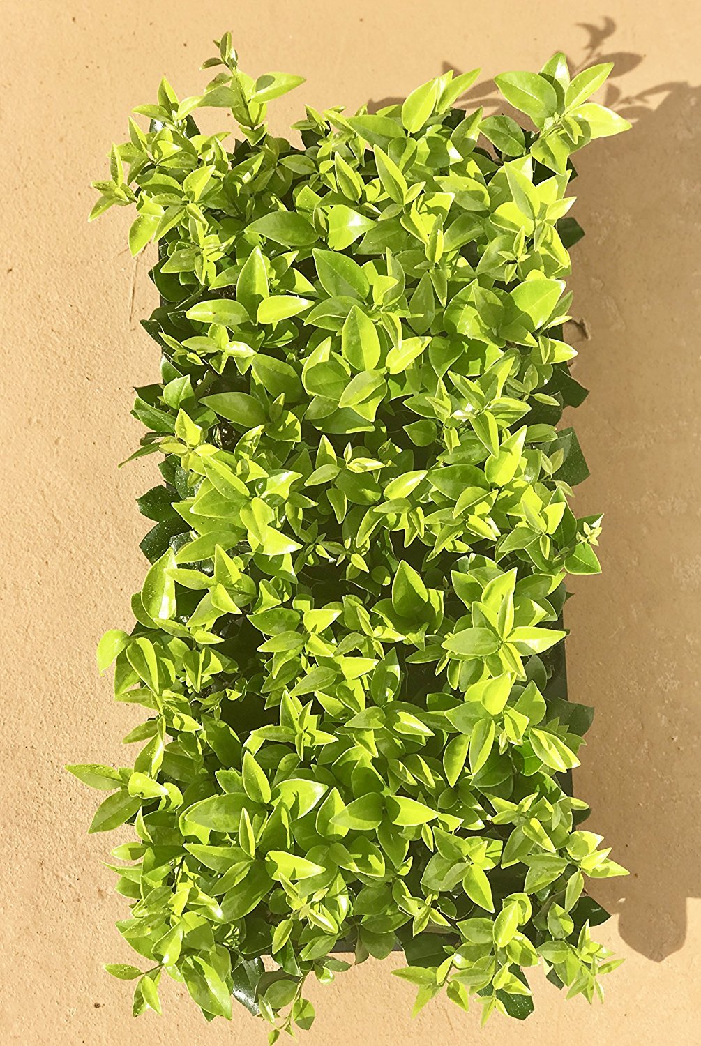 Ligustrum Waxleaf Privet - 30 Live Plants in 2 Inch Pots - Evergreen Privacy Hedge for Landscaping, Garden Borders, and Outdoor Screening