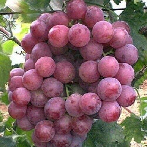 10 Seeds Vine Red Globe Grape Vitis Fruit - Sweet Juicy Table Grapes for Home Garden Planting, Fresh Eating & Wine Making