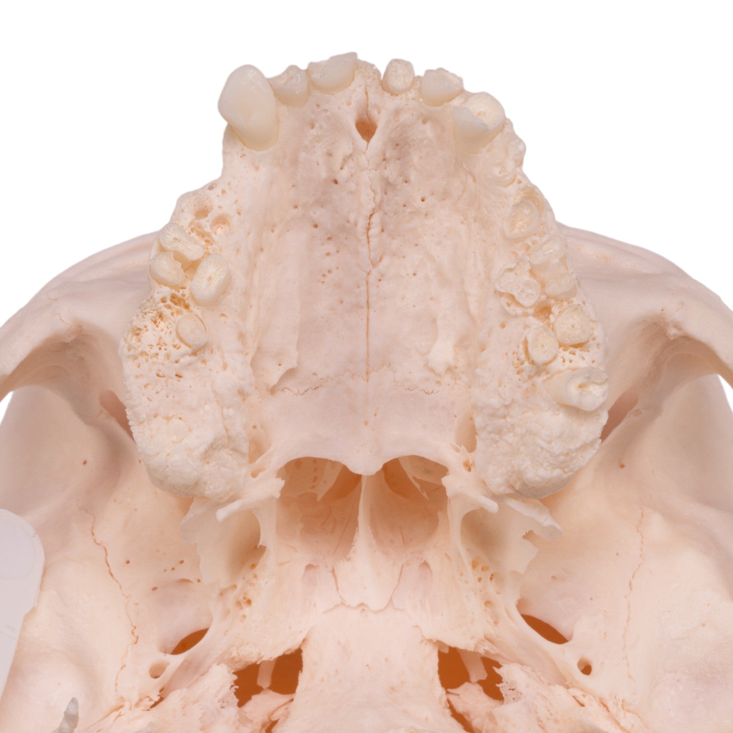 Premium Anatomical Human Skull Model - Accurate Medical & Educational Tool for Students, Doctors & Collectors - Perfect for Classroom Study, Halloween Decor & Science Labs