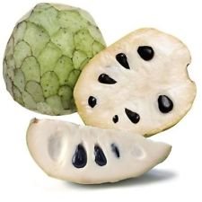 Fresh Annona Cherimola Seeds - Exotic Chirimoya Custard Apple for Home Gardening & Tropical Fruit Cultivation - Perfect for Organic Gardens, DIY Planting, and Gourmet Cooking