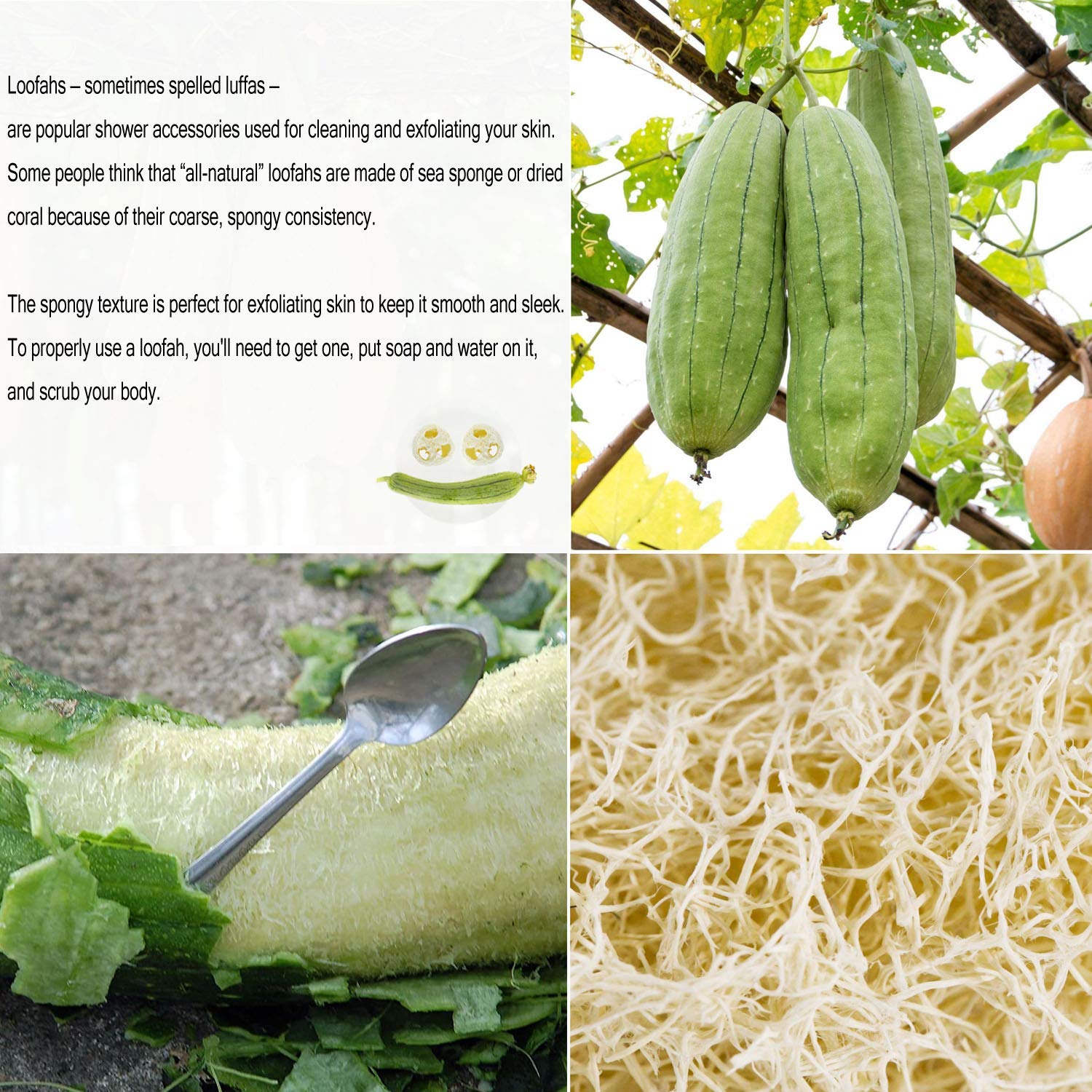 10-Pack Natural Loofah Sponges for Dishwashing, Kitchen Cleaning, and Bath Scrub – Eco-Friendly, Biodegradable, and Gentle on Cookware – Perfect for Sinks, Showers, and Household Chores
